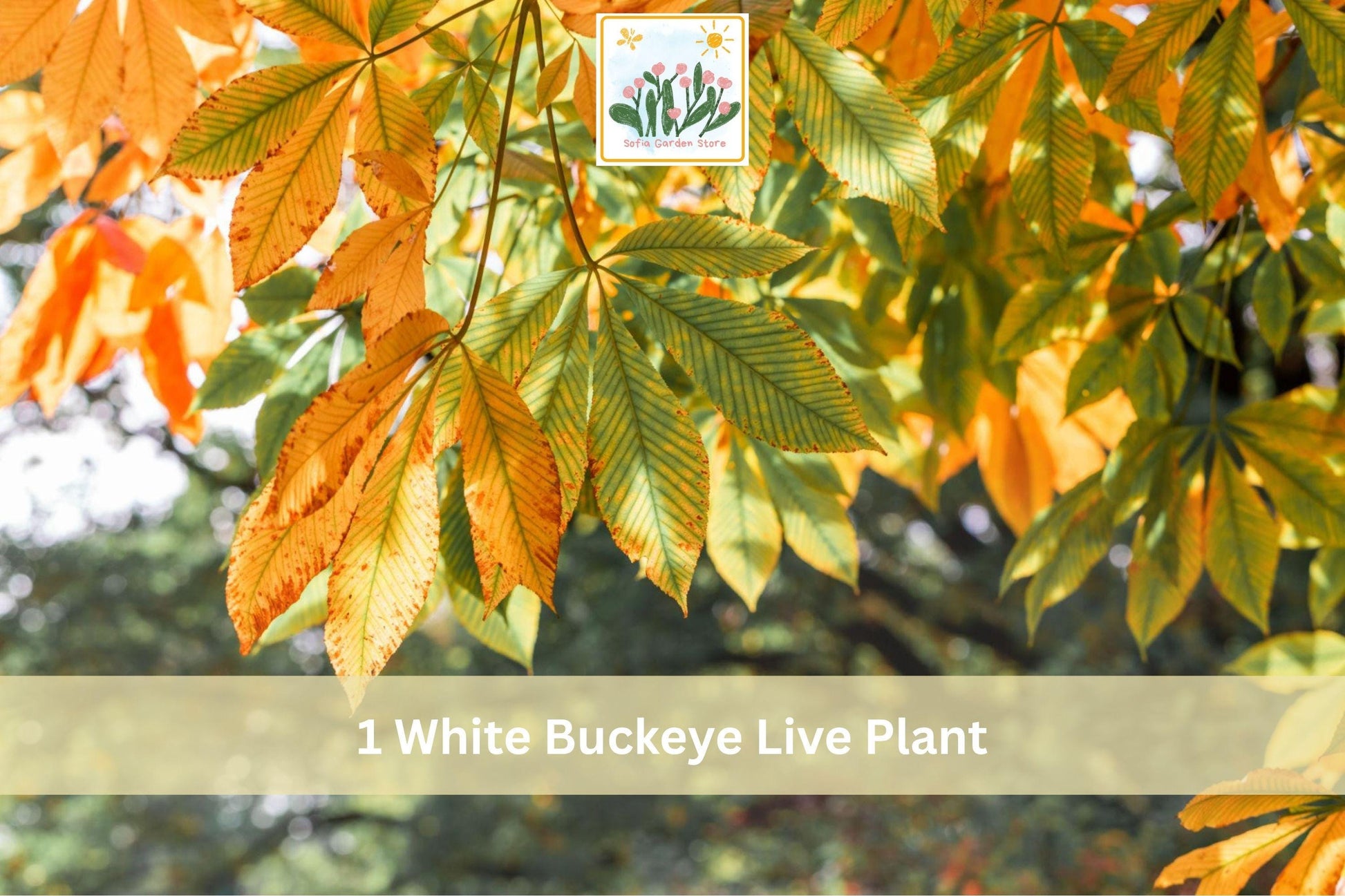 White Buckeye Live Plant Bare Root Hardy Tree Aesculus spp. - Seasonal Beauty for Outdoor Garden Planting