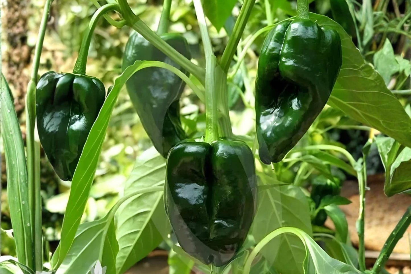 Ancho Poblano Pepper Seeds (25) | Mild Chili | Capsicum annuum | Perfect for Stuffing & Roasting