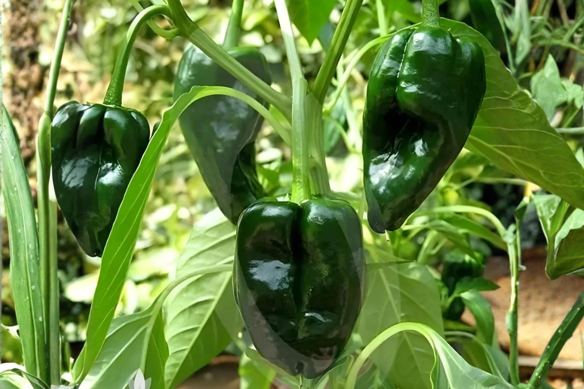 Ancho Poblano Pepper Seeds (25) | Mild Chili | Capsicum annuum | Perfect for Stuffing & Roasting