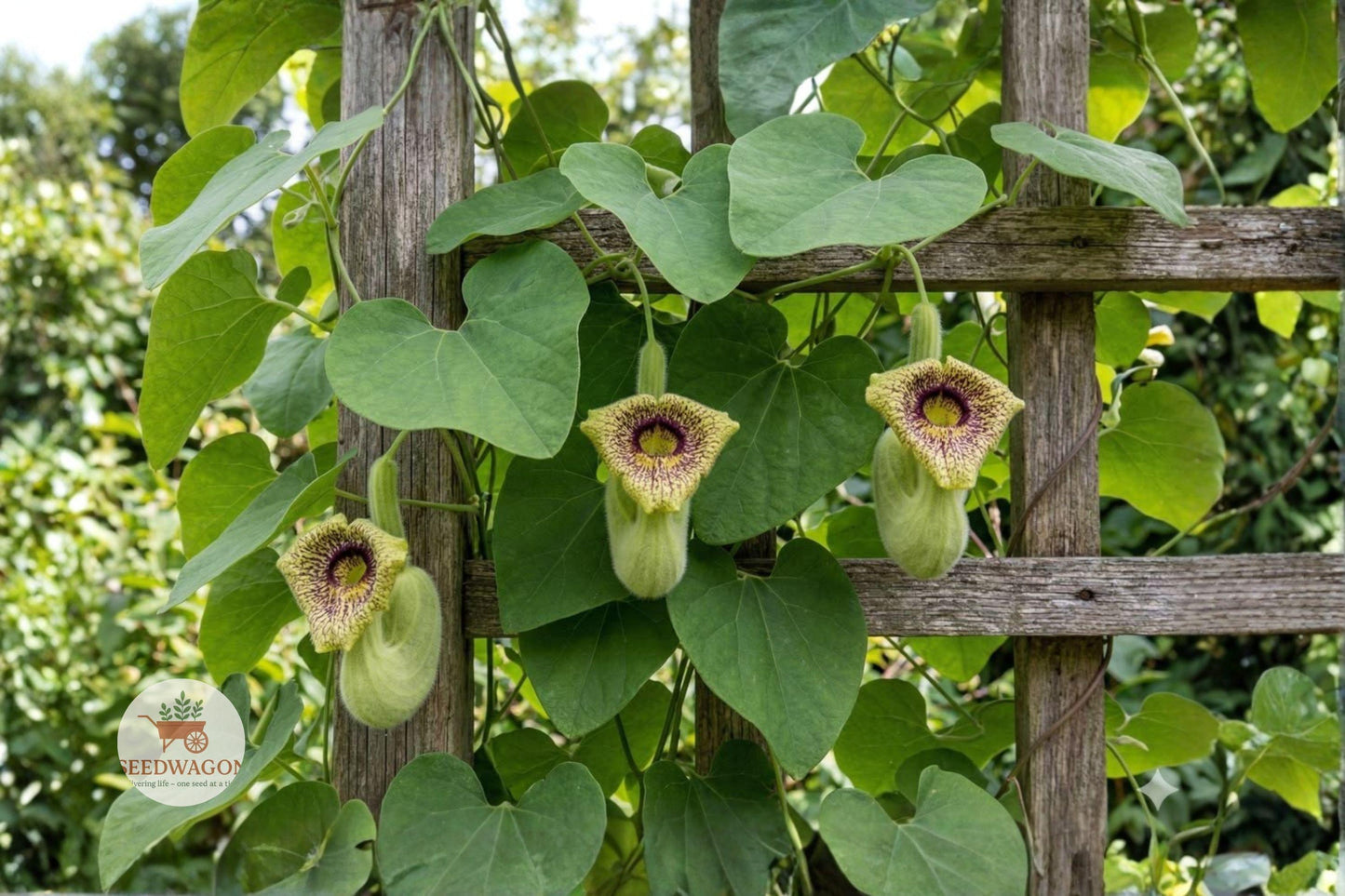 Wooly Dutchman's Pipevine Seeds - 10 High-Quality Seeds - Aristolochia tomentosa - Native Climbing Vine for Pollinator Garden