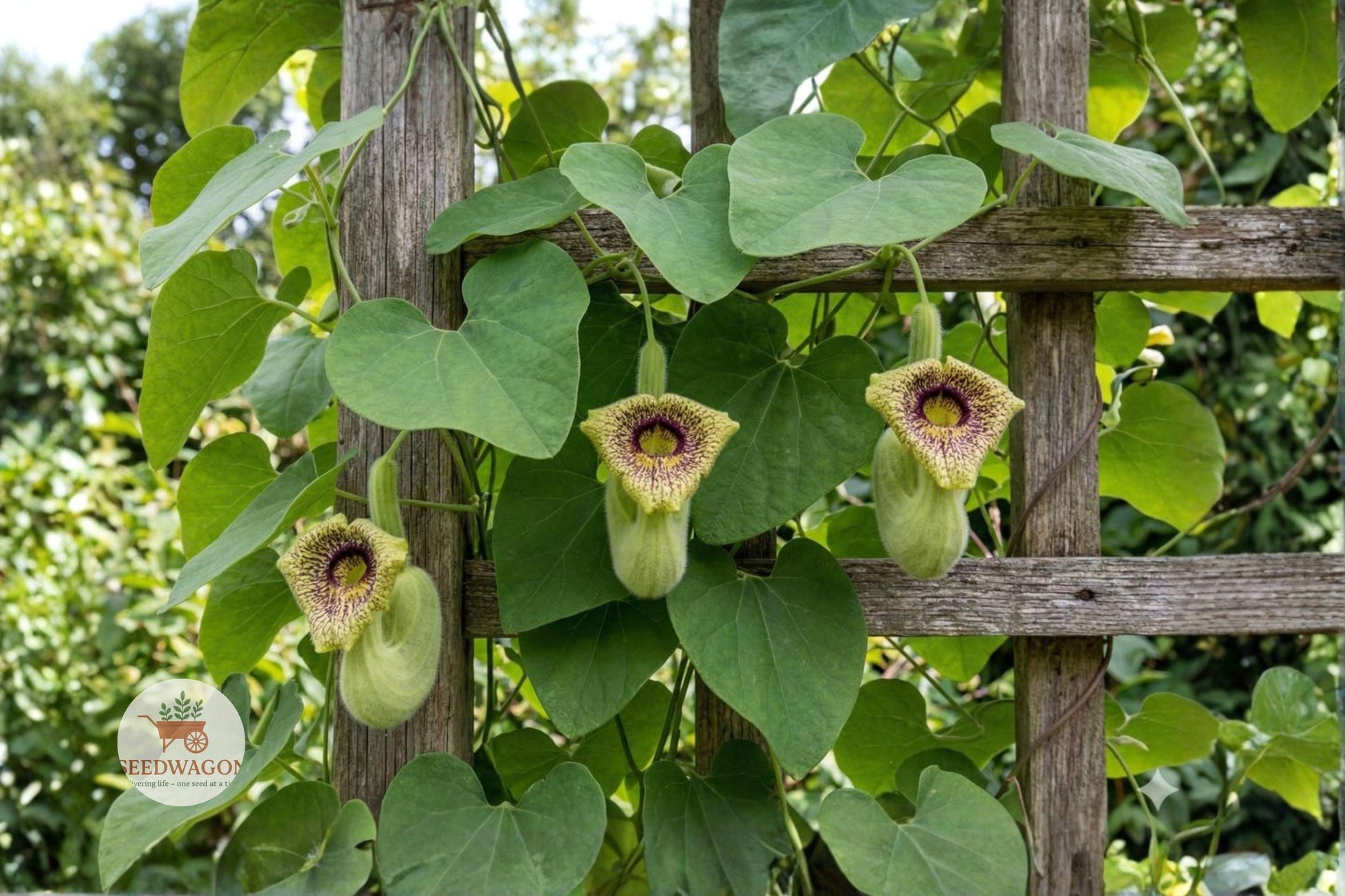 Wooly Dutchman's Pipevine Seeds - 10 High-Quality Seeds - Aristolochia tomentosa - Native Climbing Vine for Pollinator Garden
