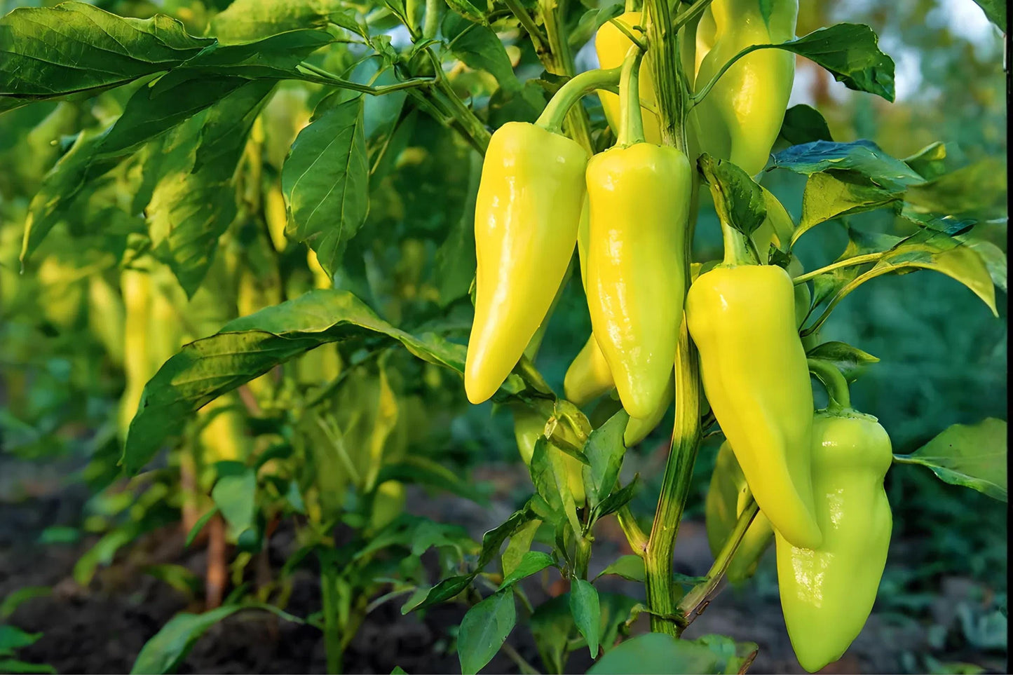 Cubanelle Pepper Seeds (25) | Sweet Italian Frying Pepper | Capsicum annuum | Mild Flavor for Sautéing and Stuffing