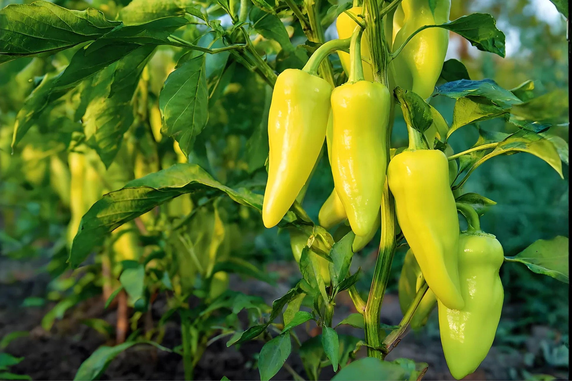 Cubanelle Pepper Seeds (25) | Sweet Italian Frying Pepper | Capsicum annuum | Mild Flavor for Sautéing and Stuffing