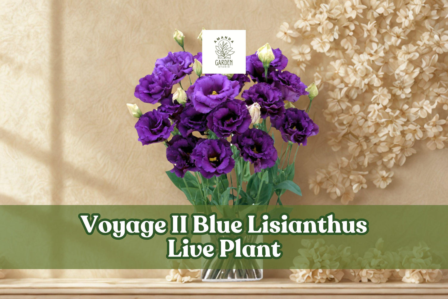 Voyage II Blue Lisianthus Live Plant Plug | Eustoma grandiflorum | Elegant Blue-Purple Blooms for Containers & Gardens
