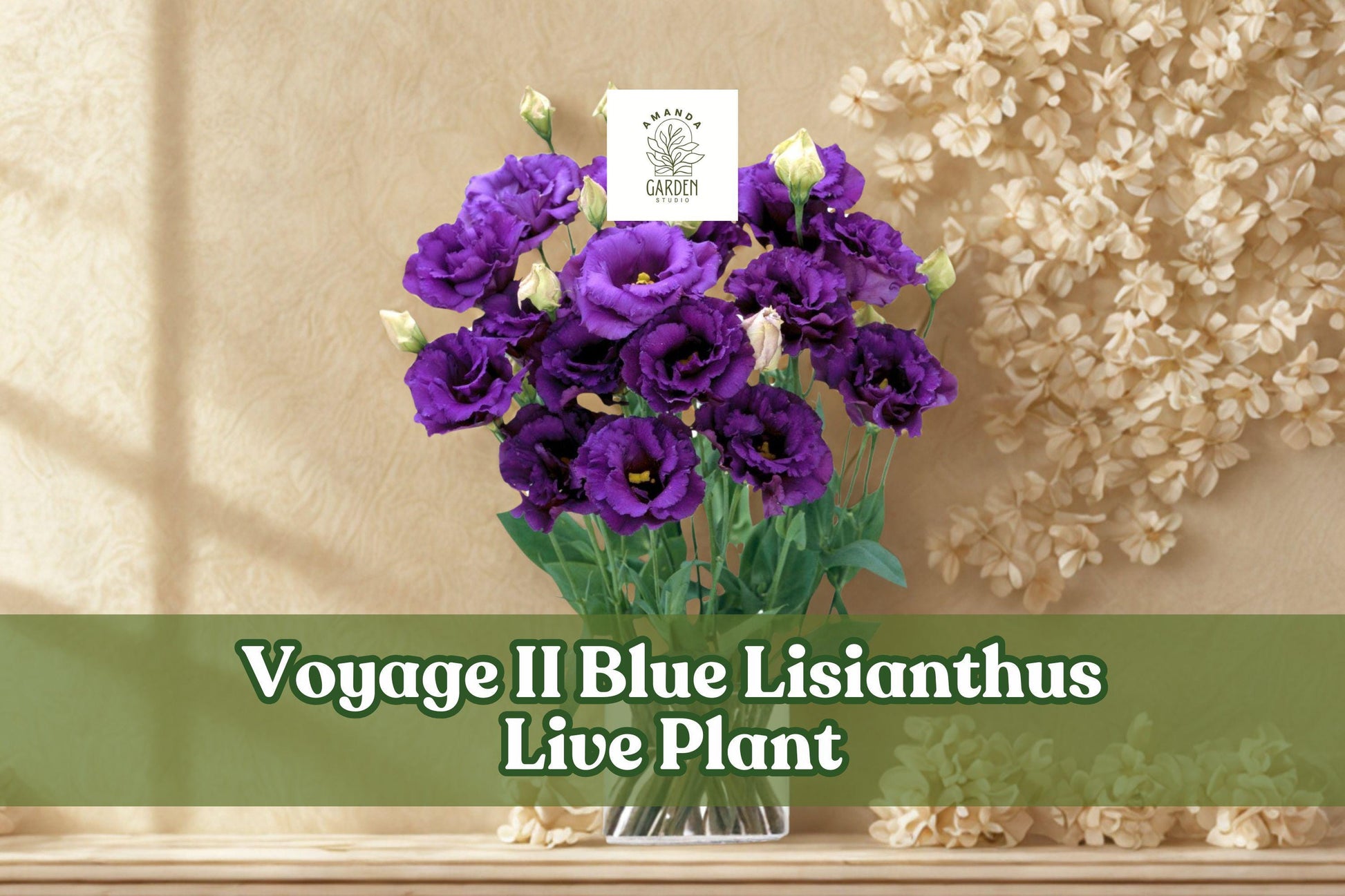 Voyage II Blue Lisianthus Live Plant Plug | Eustoma grandiflorum | Elegant Blue-Purple Blooms for Containers & Gardens
