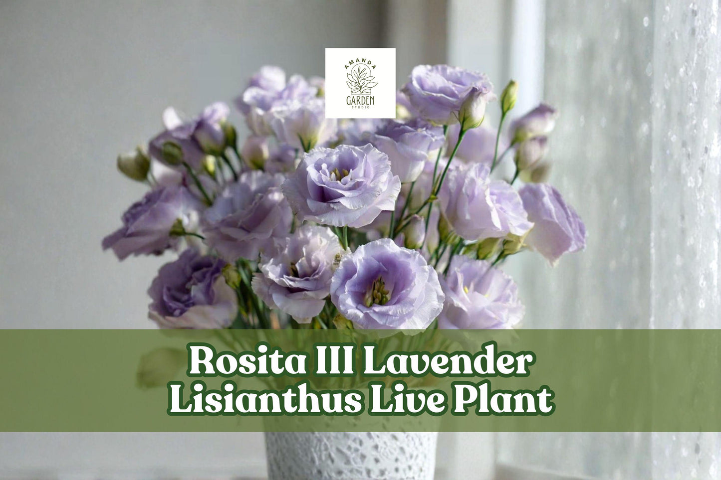Rosita III Lavender Lisianthus Starter Plant Plug | Eustoma grandiflorum | Live Flower for Containers & Gardens
