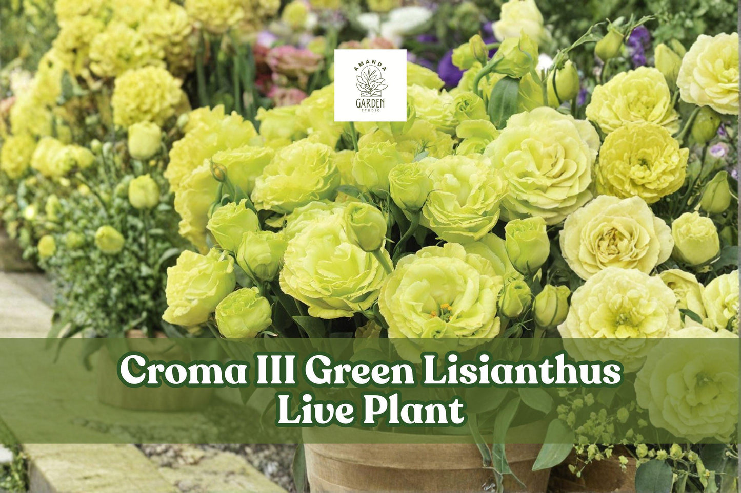 Croma III Green Lisianthus Live Plant Plug | Eustoma grandiflorum | Soft Green Creamy Flowers for Containers & Gardens