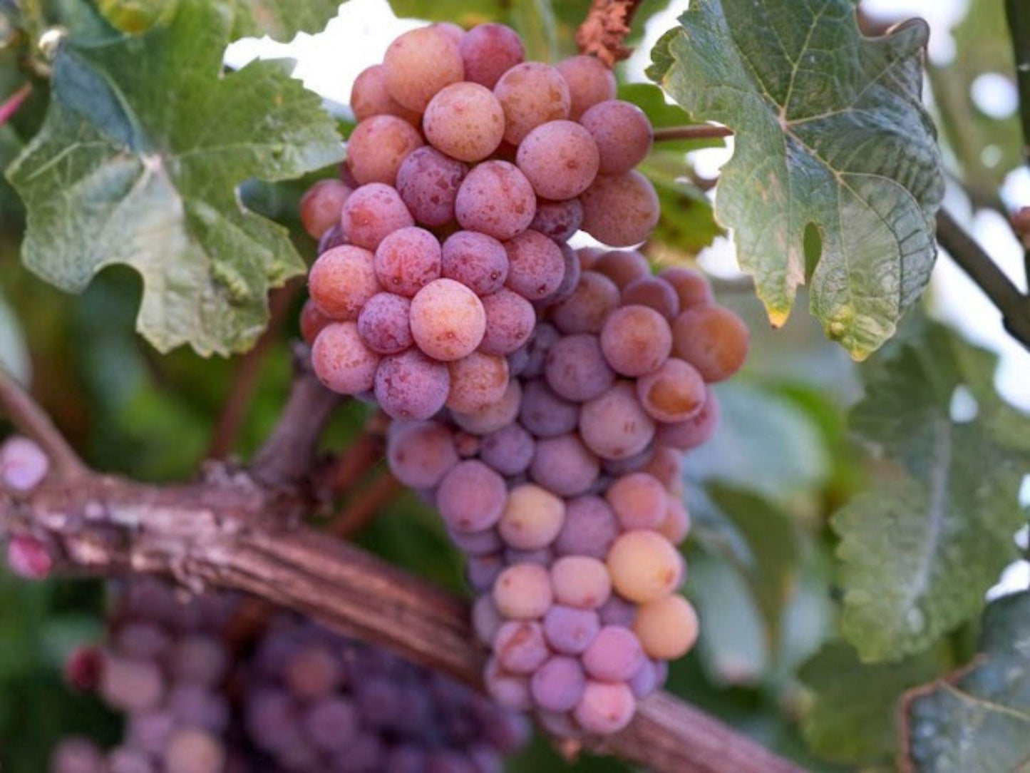 Red Reliance Grape Vine - 1-2 Ft Seedless Edible Fruit Plant (Vitis spp.) for Trellises & Vertical Gardening
