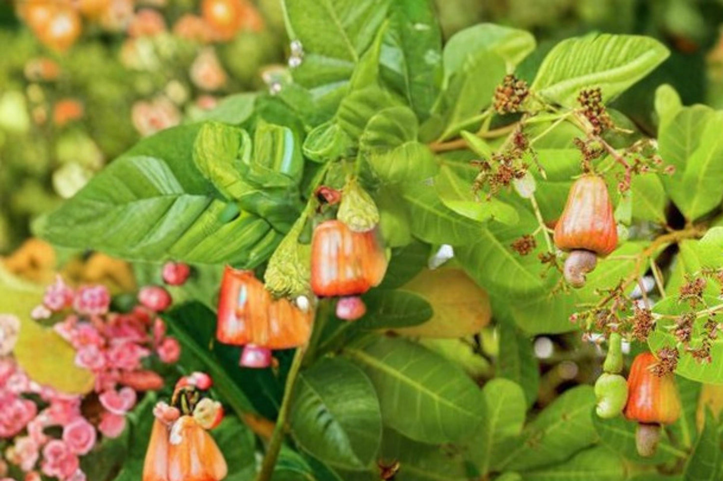 Cashew Tree Seeds 6 Pack - Edible Anacardium occidentale - Tropical Evergreen Nut Plant for Warm Climates, Fruit Tree Seed