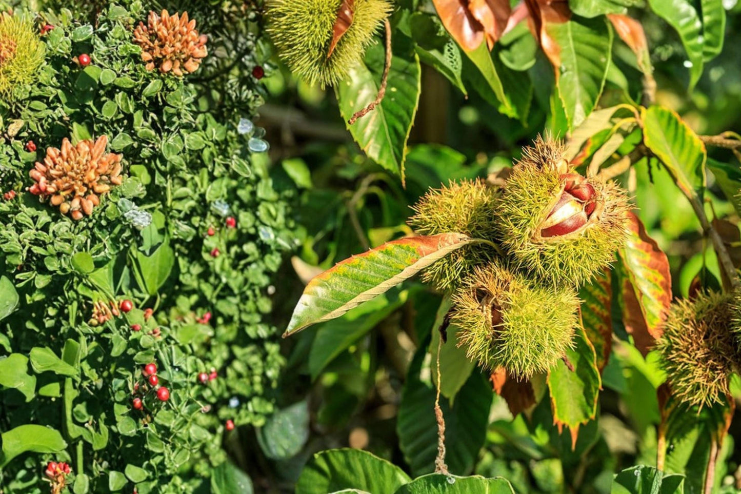 Chestnut Tree Seeds - 10 Edible Seeds - Castanea mollissima - Deciduous Nut Tree for Orchards & Landscapes