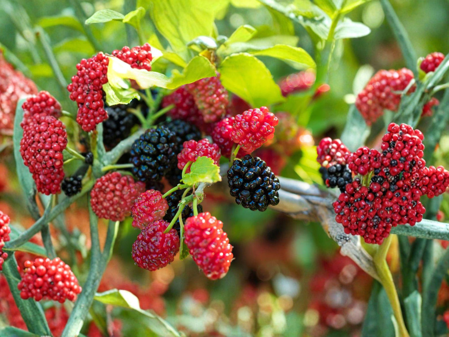 Dwarf Everbearing Mulberry Plant - 3-4in Compact Fruit Tree Morus sp. for Small Gardens, Edible Landscaping, Full Sun