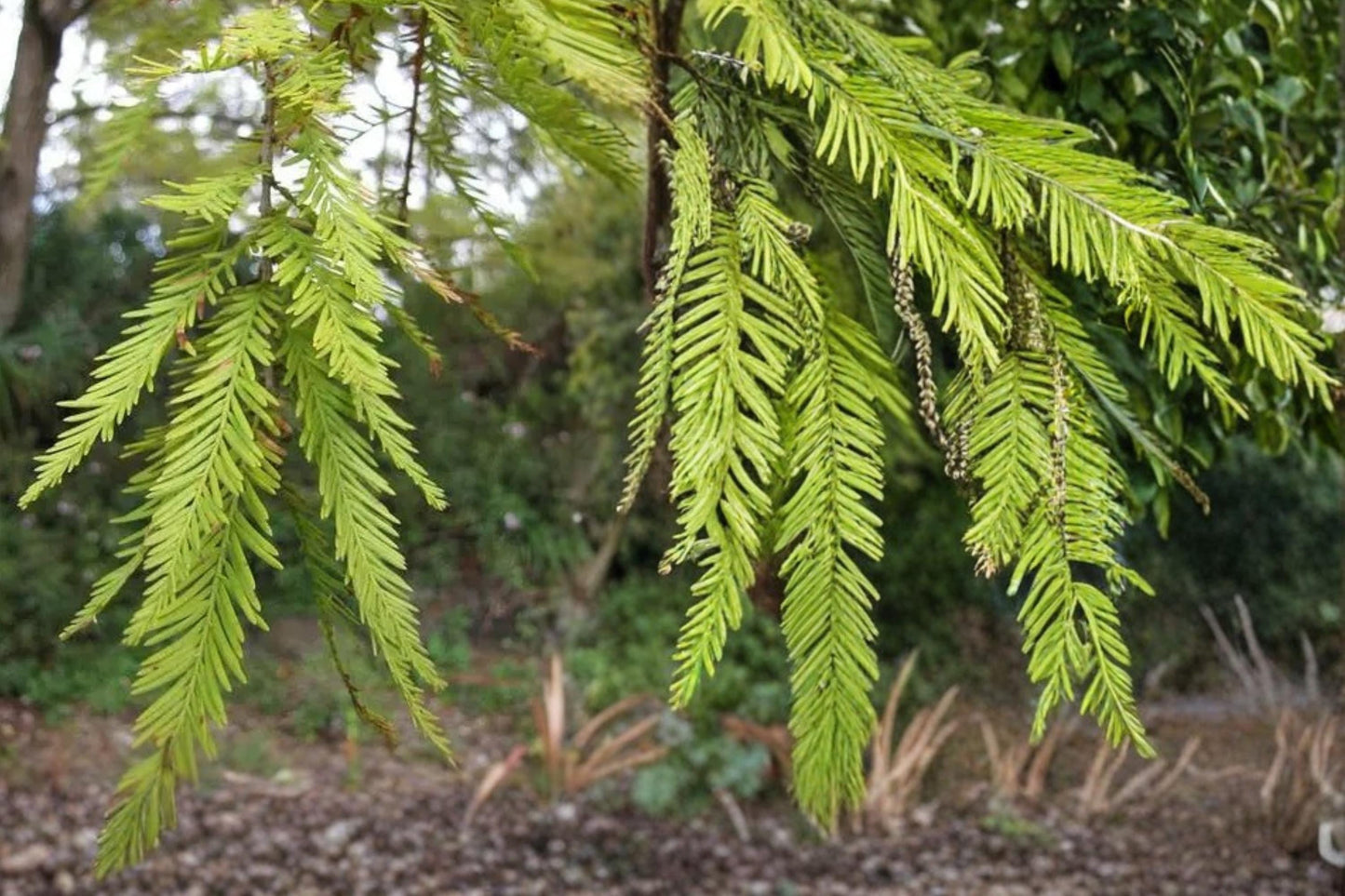 Bald Cypress Seeds 10 Pack - Taxodium distichum - Deciduous Conifer for Wetlands, Landscapes & Water Gardens