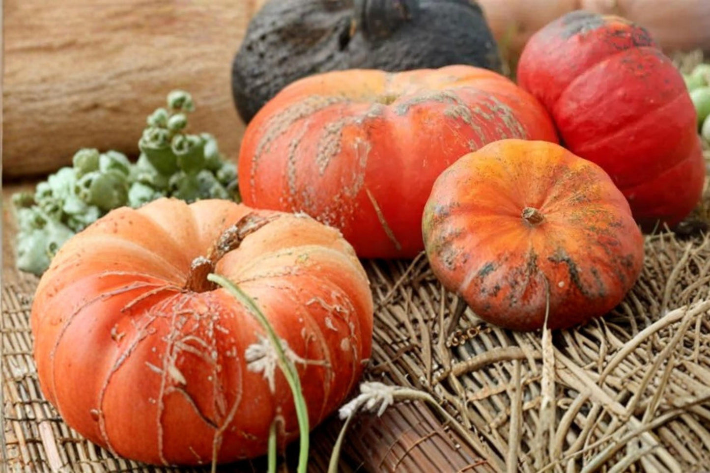 Rouge Vif Pumpkin Seeds - 10 Heirloom Seeds - Deep Red-Orange Fruit - Cucurbita maxima - Annual Culinary & Ornamental Variety