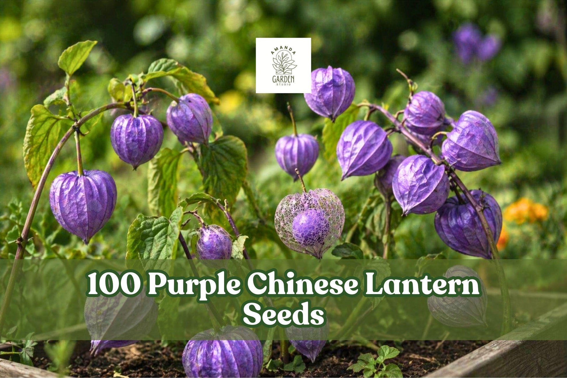 Purple Chinese Lantern Seeds - 100 Pack - Physalis alkekengi - Unique Purple Blooms for Garden Borders & Dried Arrangements