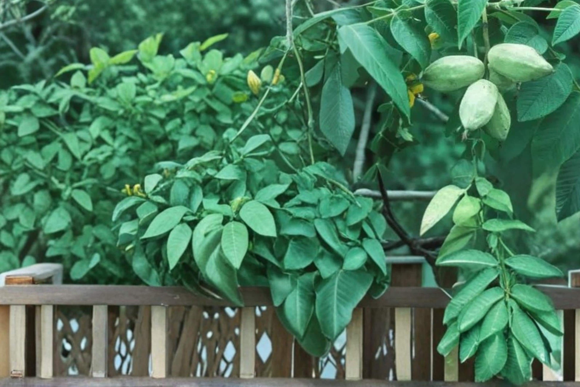 Butternut Tree Seeds - 5 Pack - Juglans cinerea - Edible Nut Tree for Gardens - Deciduous Landscape Plant