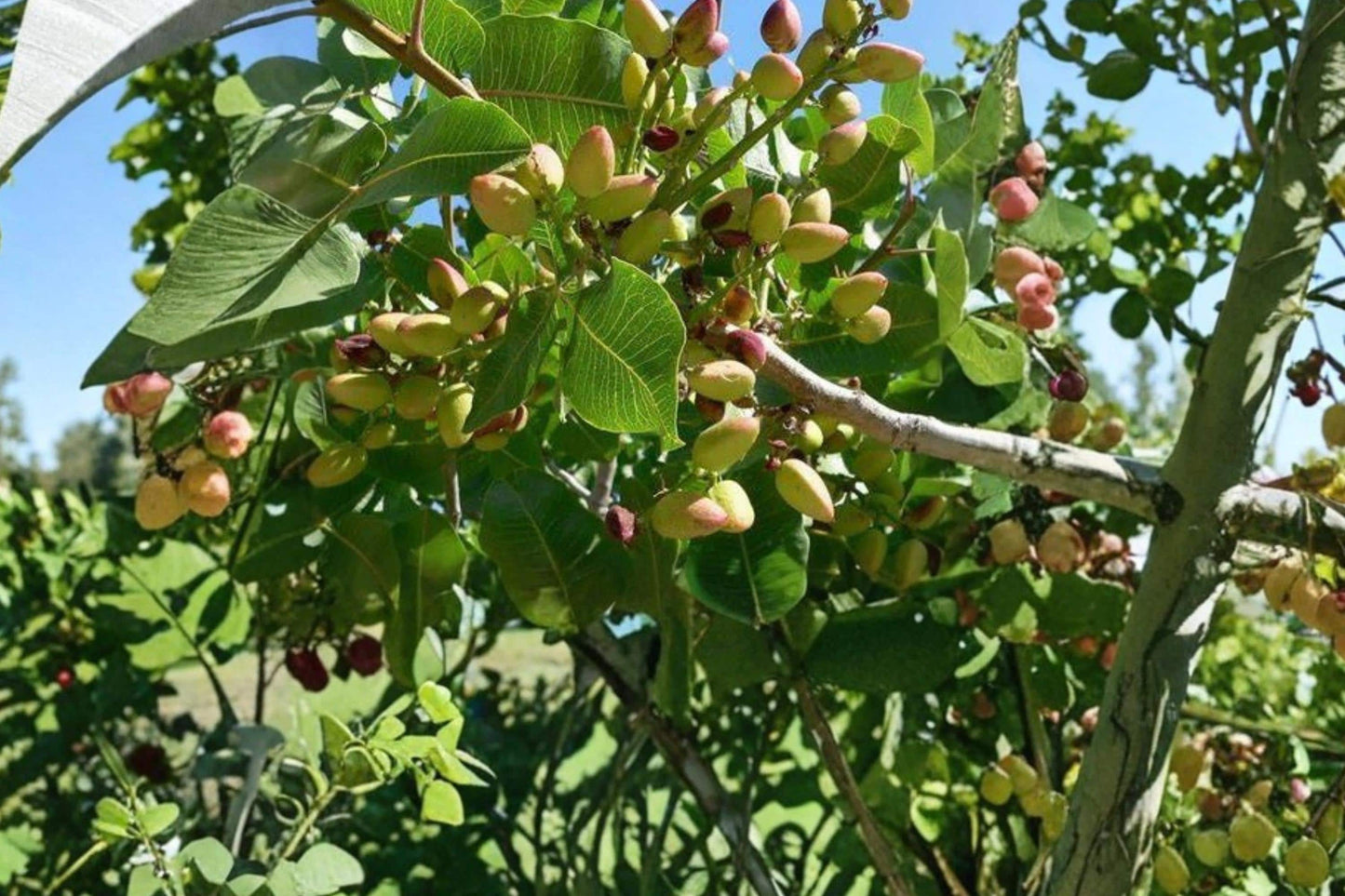 Pistachio Tree Seeds - 5 Seeds - Edible Nut Variety - Pistacia vera - Drought Tolerant, Full Sun, Well-Drained Soil
