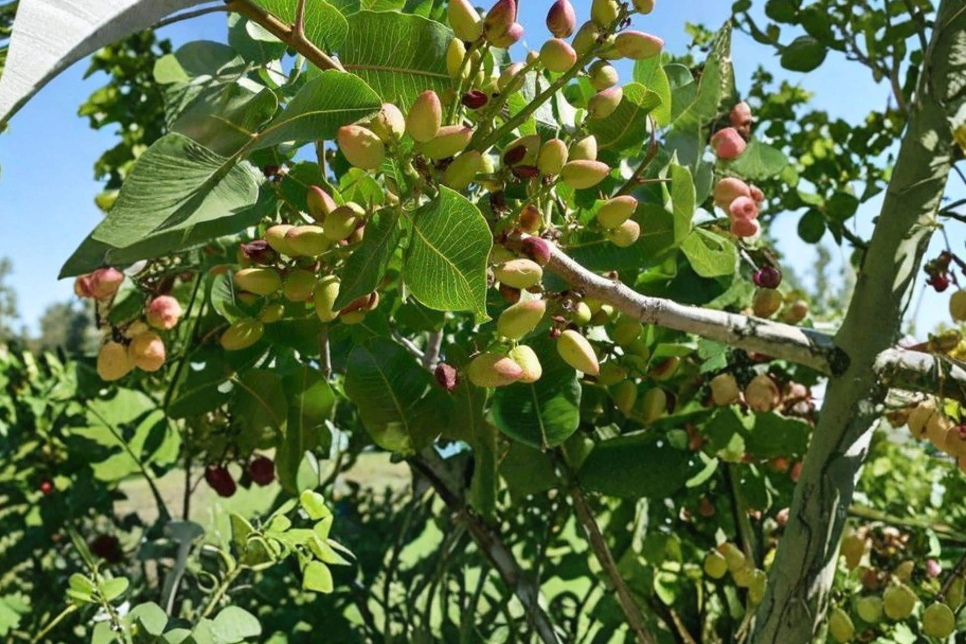 Pistachio Tree Seeds - 5 Seeds - Edible Nut Variety - Pistacia vera - Drought Tolerant, Full Sun, Well-Drained Soil