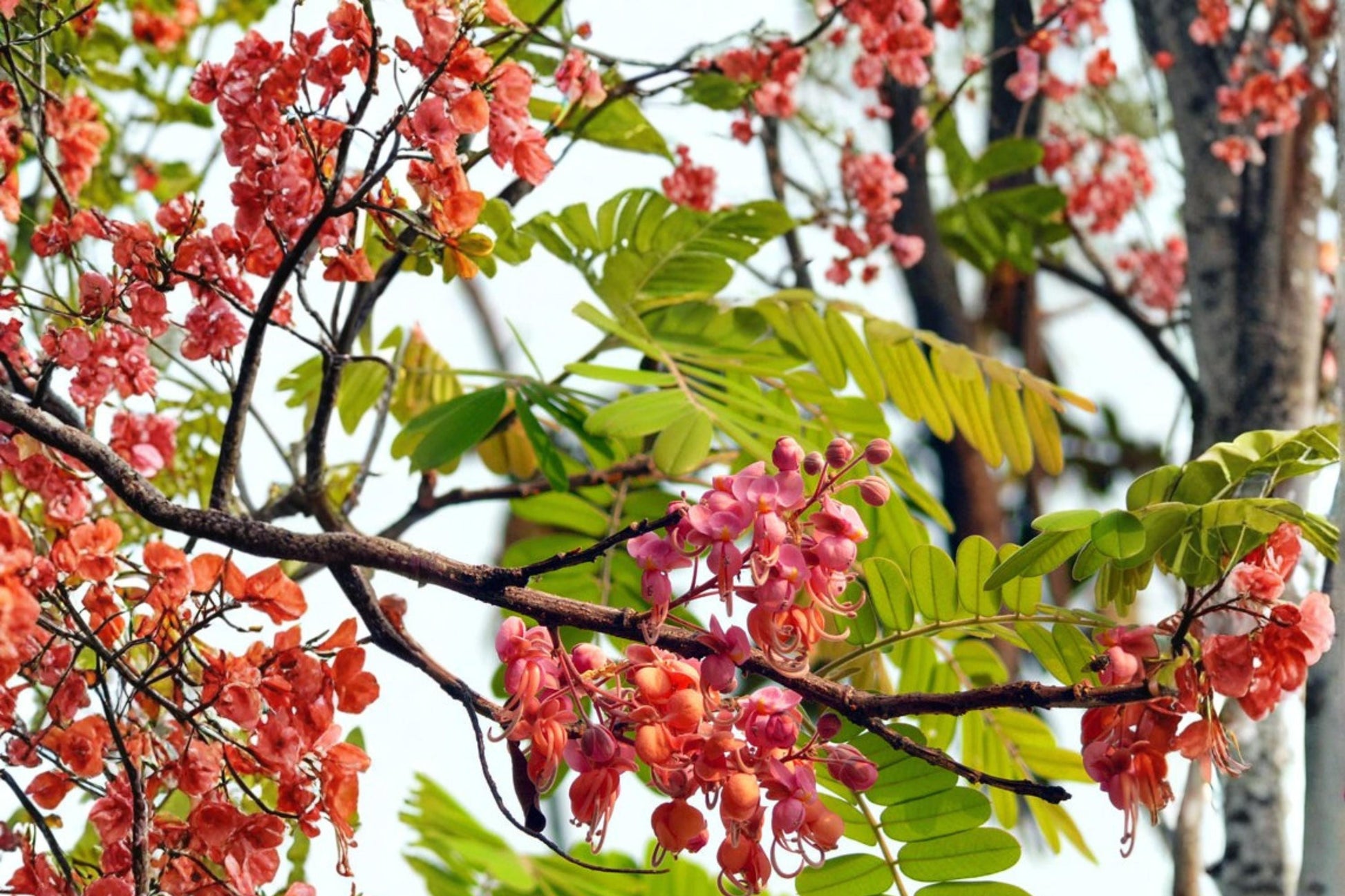 Pink Shower Tree Seeds - 10 Seeds - Tropical Flowering Tree - Cassia grandis - Cascading Pink Blooms for Warm Climates