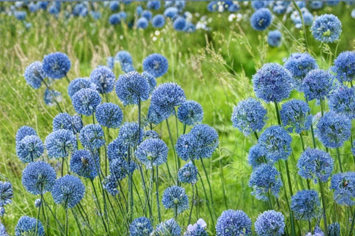 Blue Allium Bulbs - 10 Perennial Blue Flower Bulbs for Garden Borders - Allium caeruleum