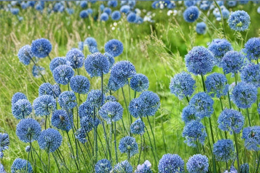 Blue Allium Bulbs - 10 Perennial Blue Flower Bulbs for Garden Borders - Allium caeruleum
