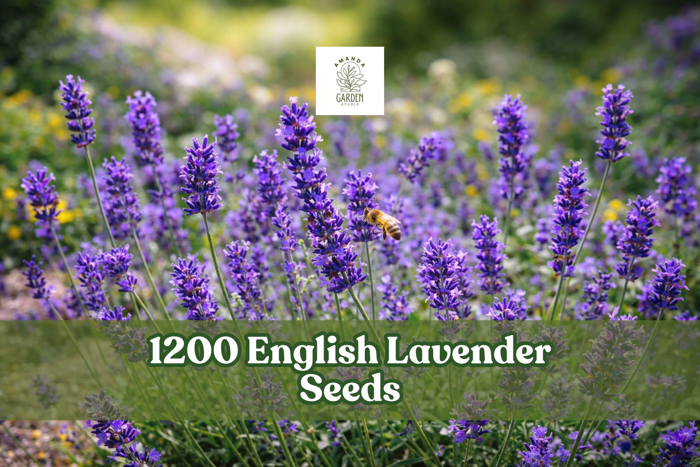English Lavender Seeds 1200+ Count Munstead Purple Blooms Lavandula angustifolia - Aromatic Herb for Gardens & Containers