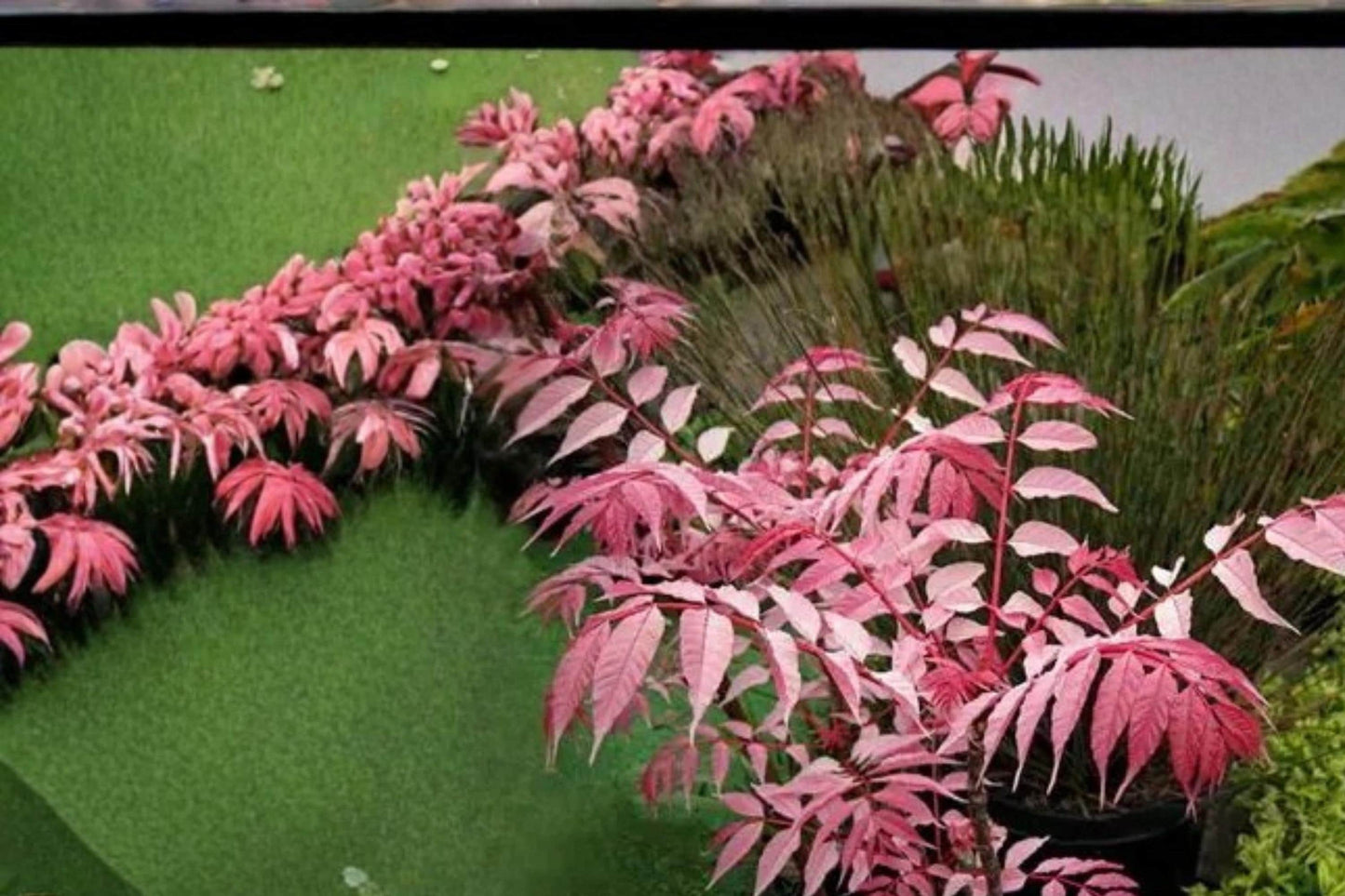 Chinese Toon Tree Seeds - 30 Seeds - Edible Pink Leaf Foliage - Toona sinensis - Deciduous Ornamental Garden Plant