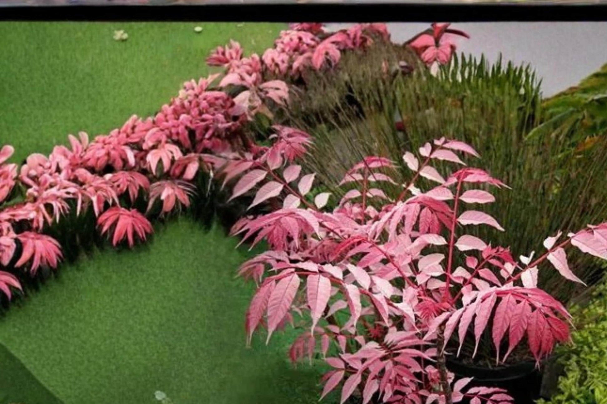 Chinese Toon Tree Seeds - 30 Seeds - Edible Pink Leaf Foliage - Toona sinensis - Deciduous Ornamental Garden Plant
