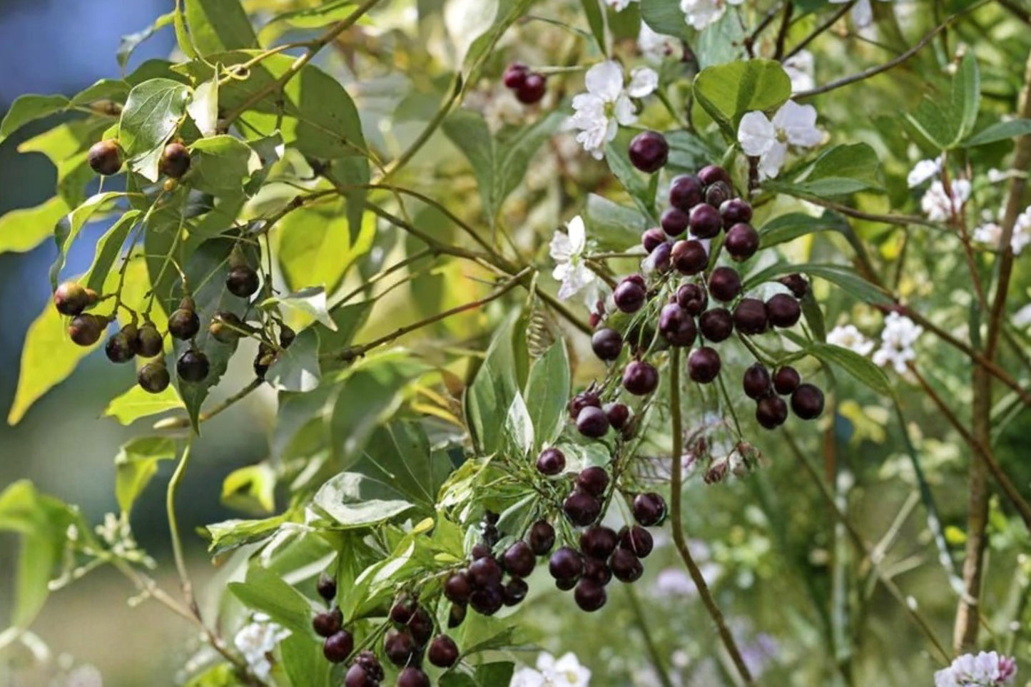 Camphor Tree Seeds - 10 Seeds - Cinnamomum camphora - Evergreen Landscape Tree for Shade, Glossy Green Foliage, Warm Climates