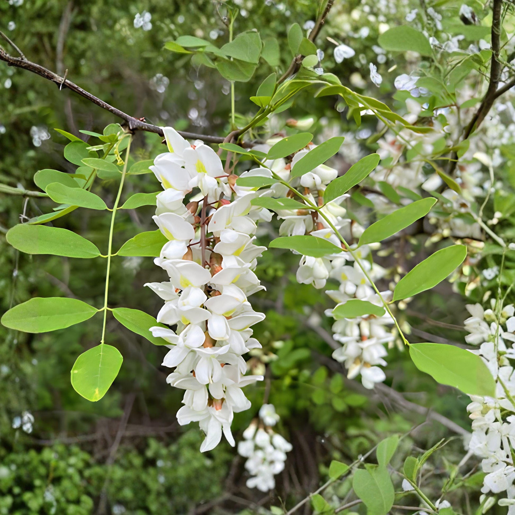 Black Locust Sapling Bare Root Tree - Fast-Growing Shade Tree for Garden, Robinia pseudoacacia