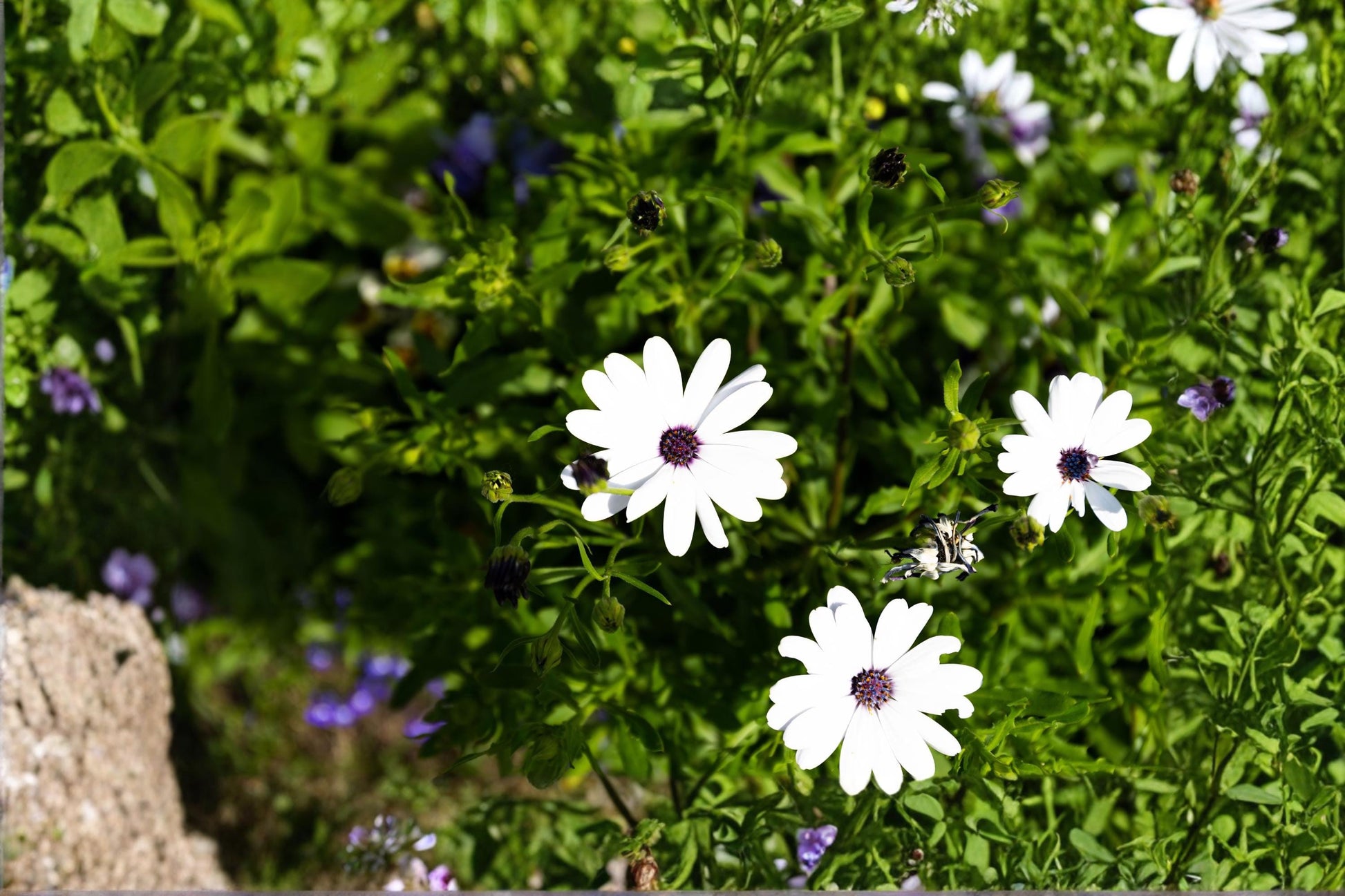 White Cape Daisy Seeds (50) - Osteospermum ecklonis - Bright White Flowers for Garden, Borders & Containers