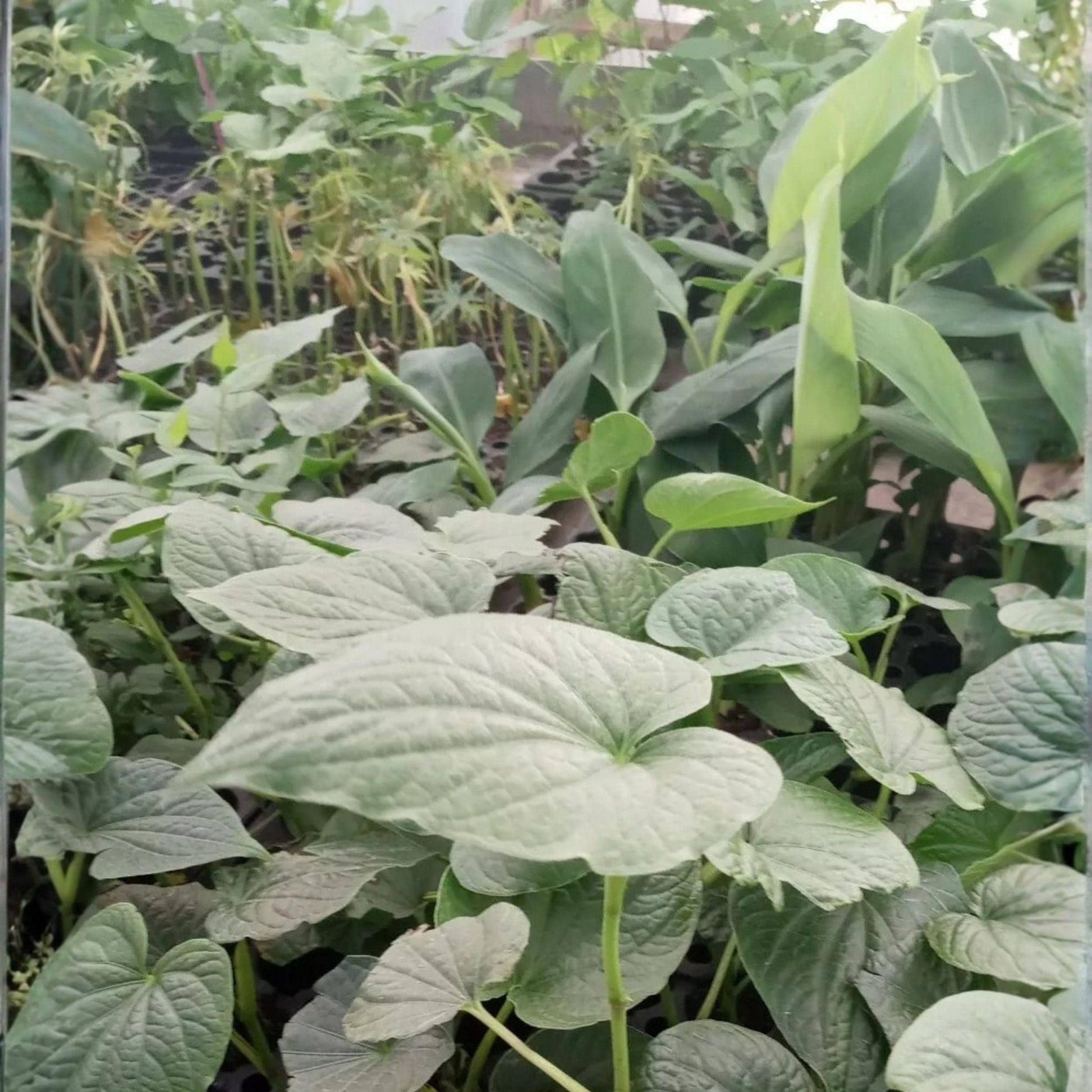 Piper Methysticum Live Plant 5 Inches Rooted Starter Kava ISA Tropical Ornamental Plant