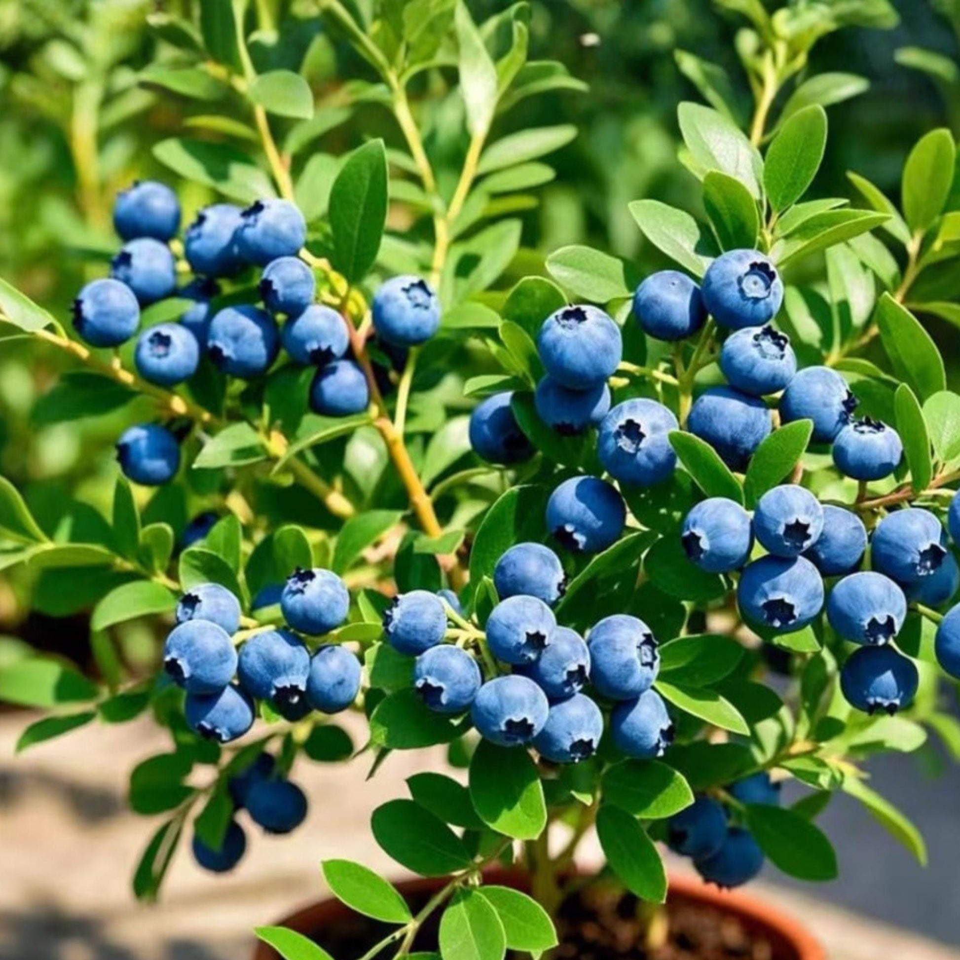 Emerald Blueberry Starter Plants 4 Pack – Vaccinium corymbosum, Sweet Blueberry Bush, Live Potted Fruit Plants