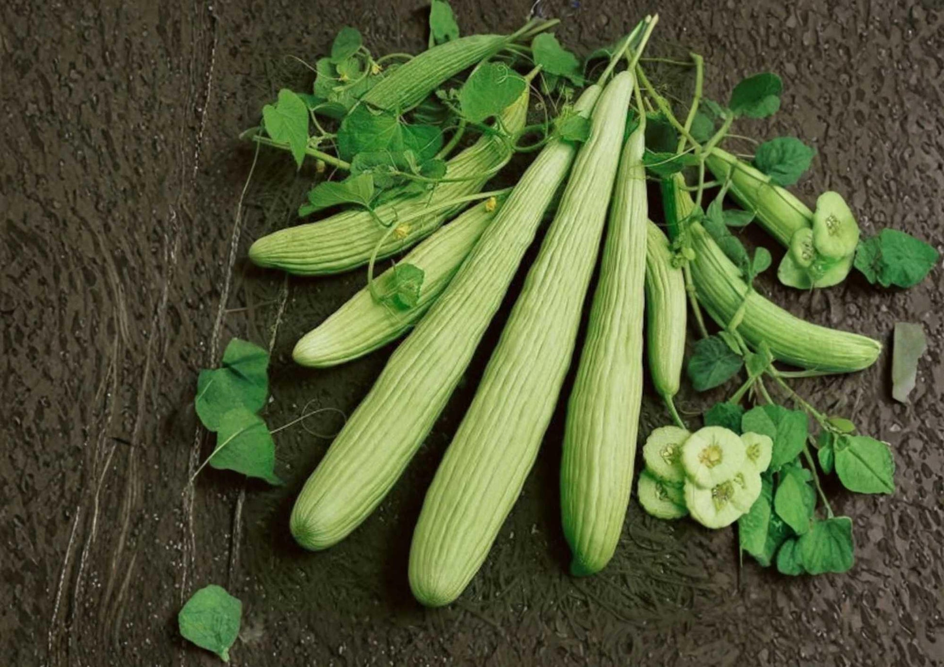 50+ Armenian Yard Long Cucumber Seeds, Heirloom Organic Non-GMO, Extra Long Sweet Crisp Variety, Cucumis melo