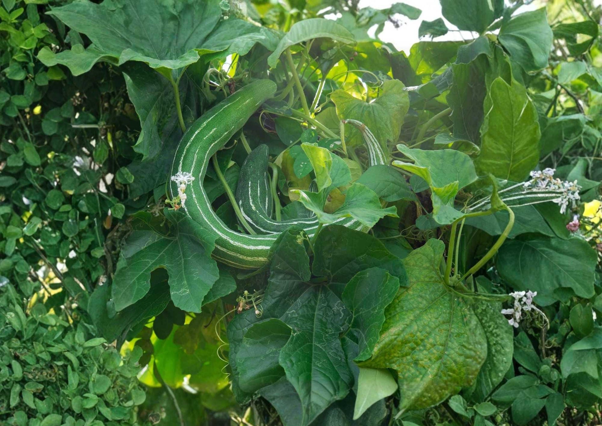 50+ Painted Serpent Cucumber Seeds, Heirloom Non-GMO, Rare Vegetable for Garden Planting, Long Striped Sweet Crisp (Cucumis sativus)