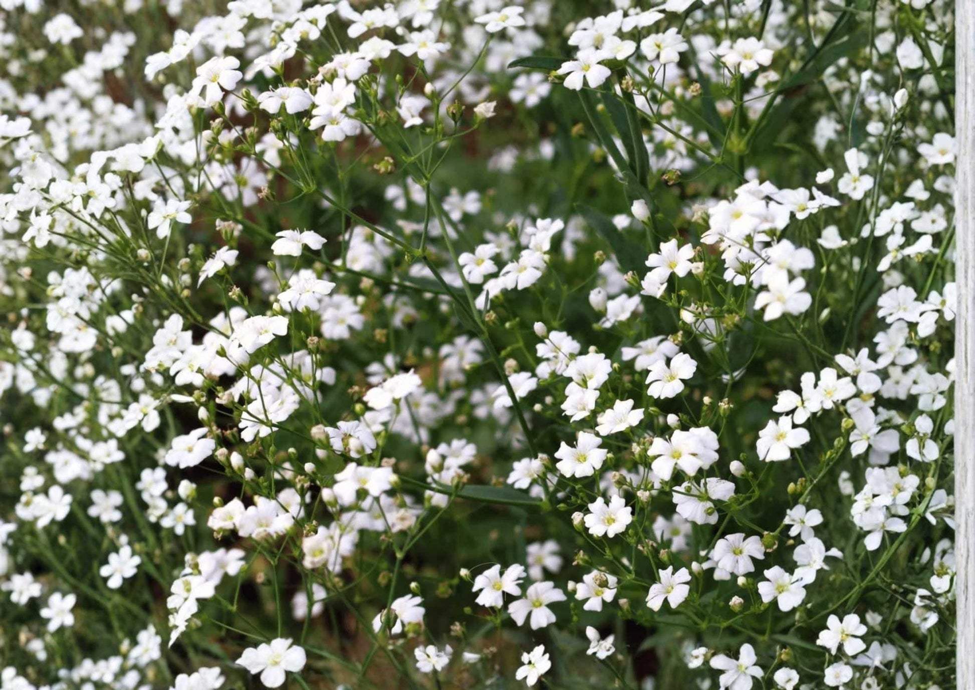 Baby's Breath Seeds 500+ Gypsophila White Flower Seeds for Garden Planting, Delicate Blooms for Wedding Bouquets