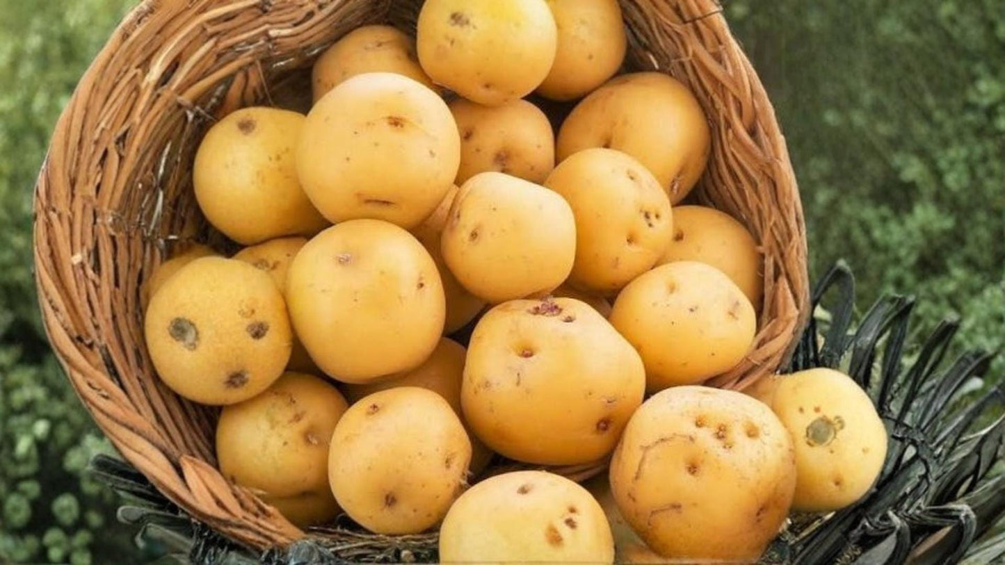 Kennebec Potato Seeds 5 Pounds - Solanum tuberosum - Edible Tuber Crop for Home Gardening and Outdoor Cultivation