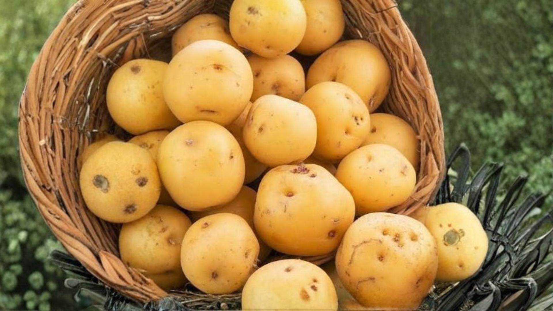 Kennebec Potato Seeds 5 Pounds - Solanum tuberosum - Edible Tuber Crop for Home Gardening and Outdoor Cultivation