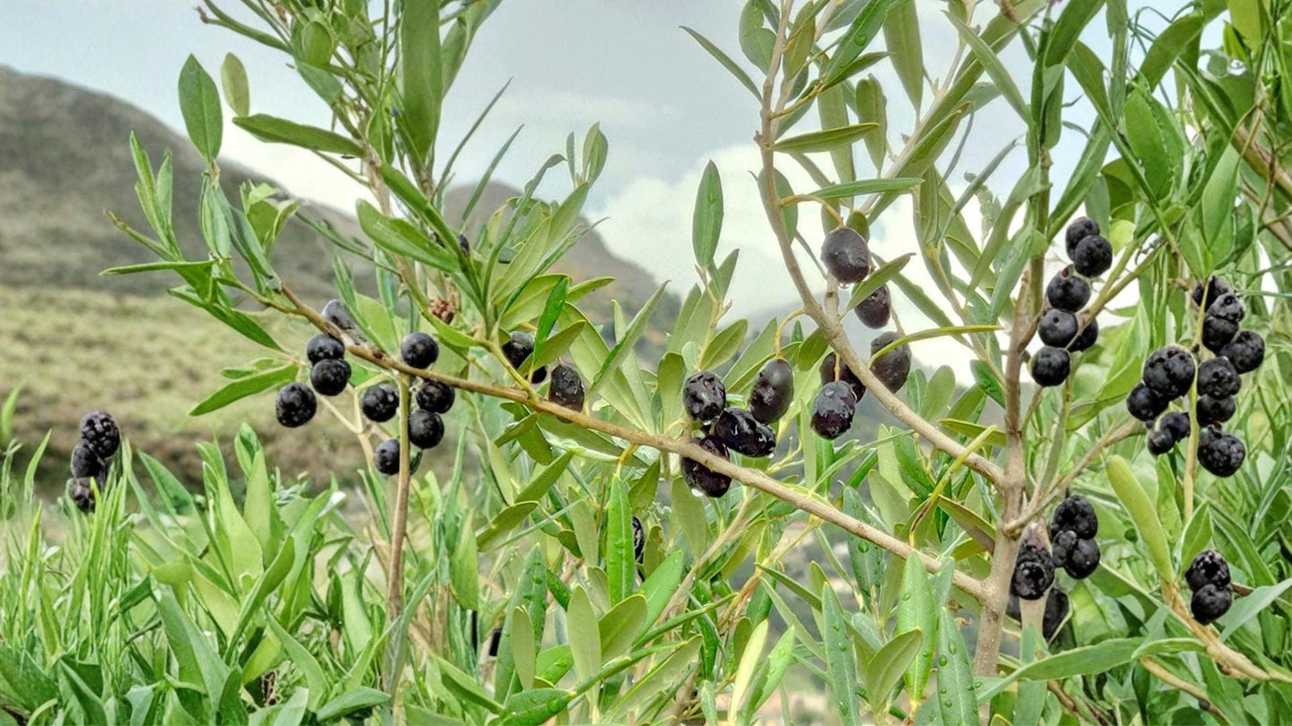 Olive Tree Seeds - 25 Pack - Olea europaea - Evergreen Mediterranean Fruit Tree Seeds for Garden, Container, or Greenhouse