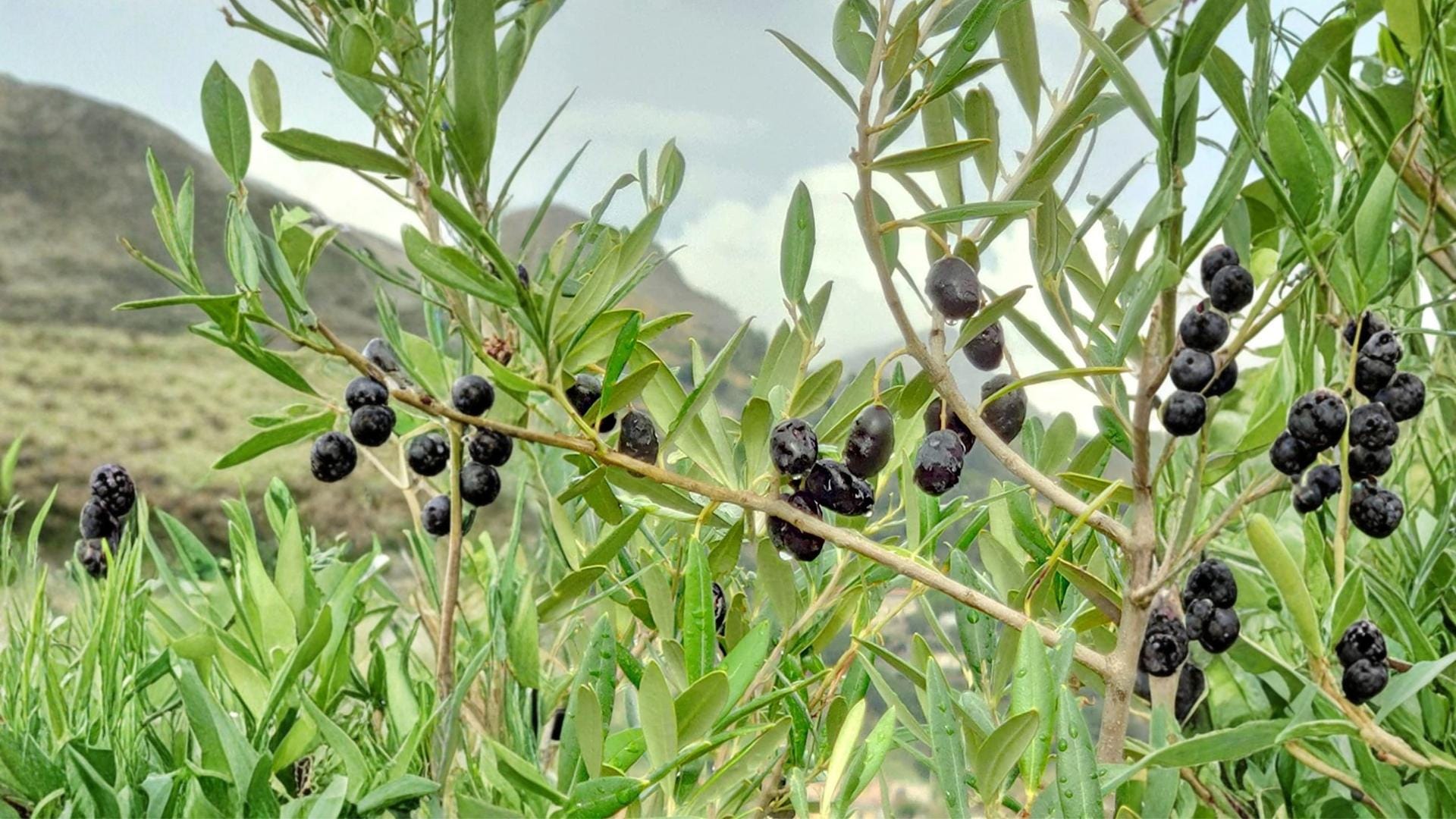 Olive Tree Seeds - 25 Pack - Olea europaea - Evergreen Mediterranean Fruit Tree Seeds for Garden, Container, or Greenhouse