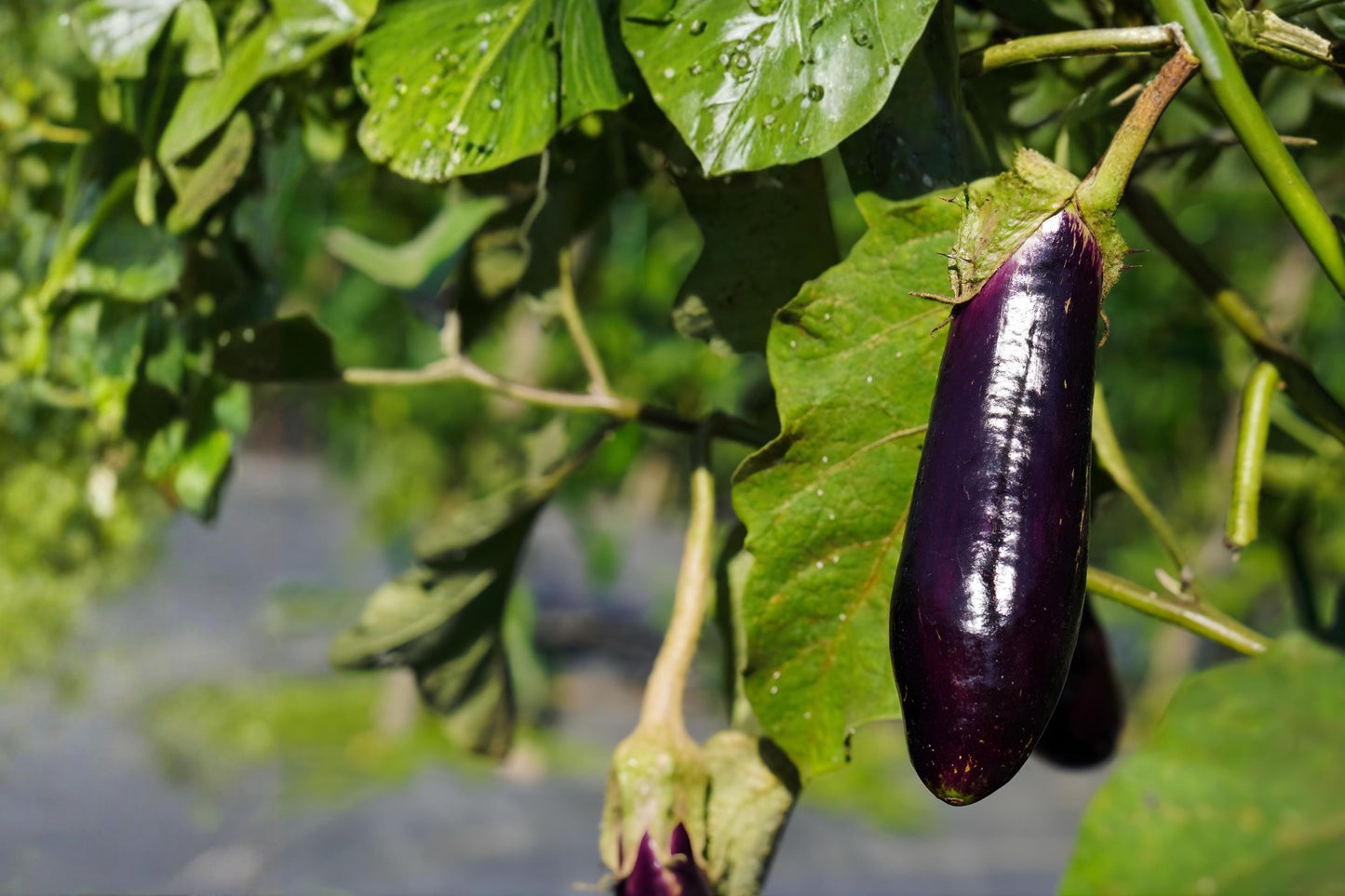 Heirloom Eggplant Seeds (50) - Long Purple Variety, Solanum melongena, Perfect for Grilling & Roasting