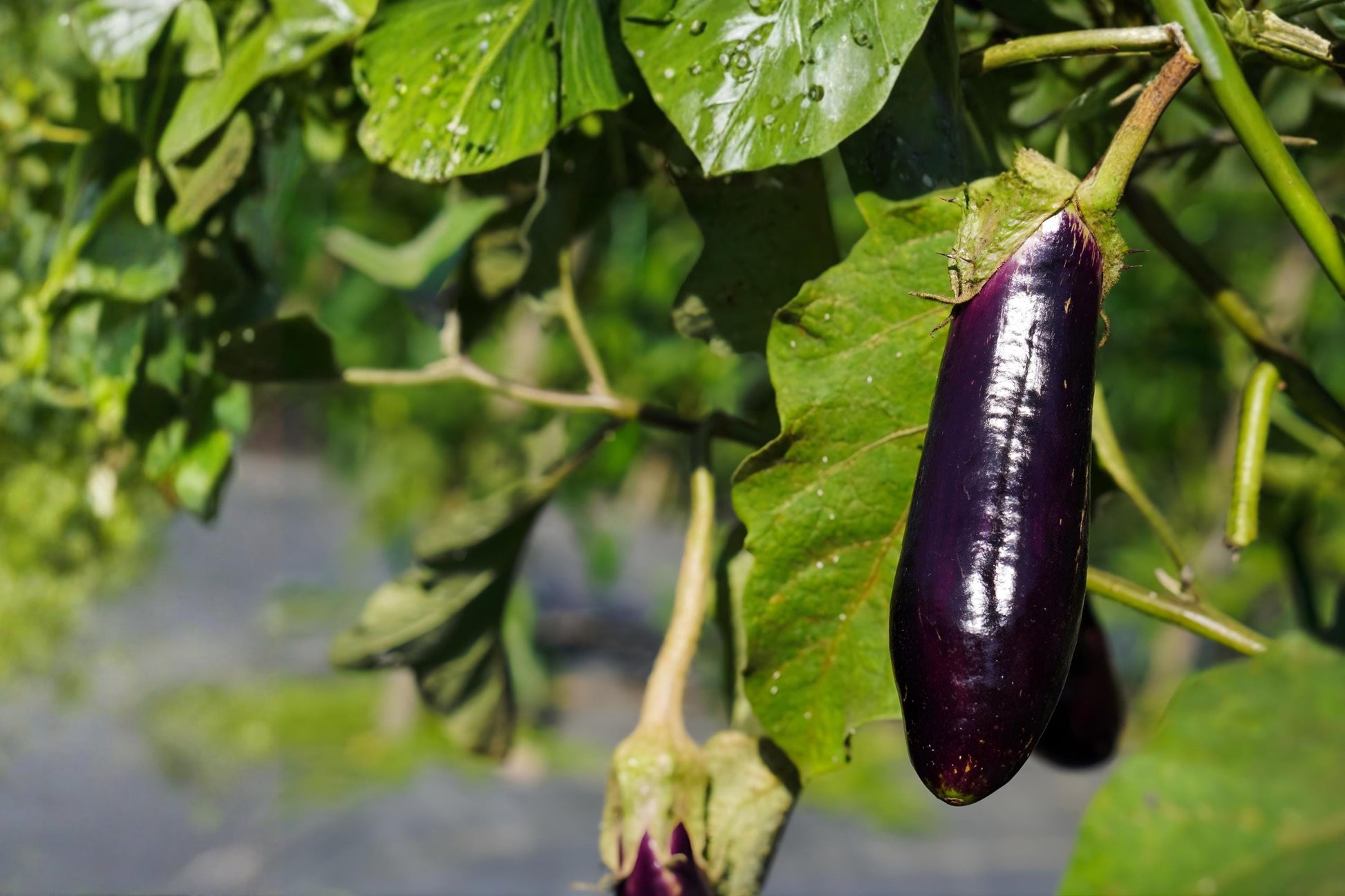 Heirloom Eggplant Seeds (50) - Long Purple Variety, Solanum melongena, Perfect for Grilling & Roasting