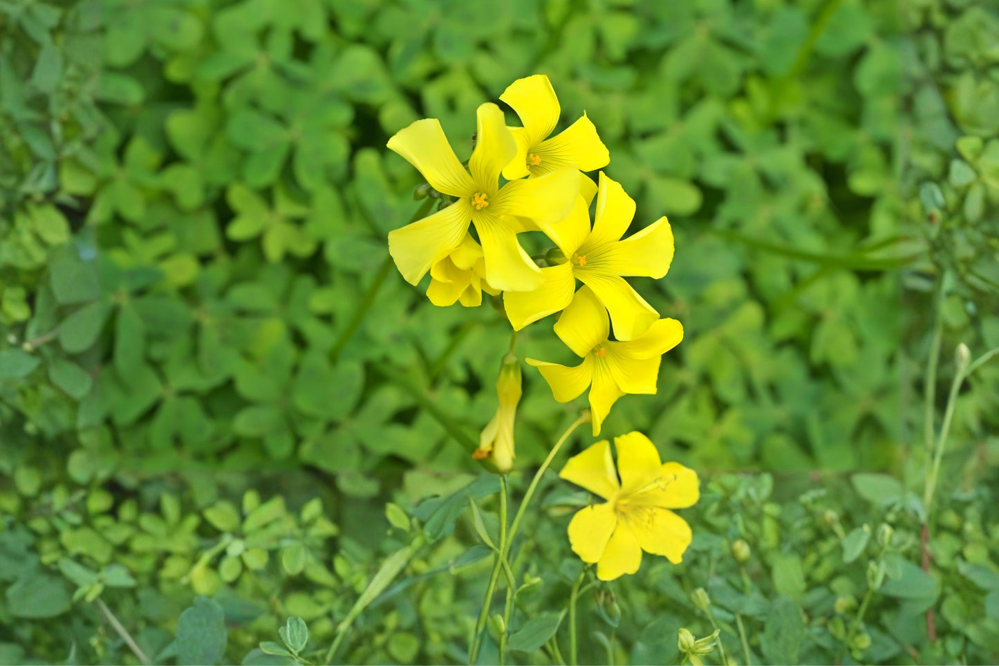 Chilean Yellow Clover Seeds (10) - Bright Yellow Flowers, Oxalis valdiviensis, Easy Ground Cover & Container Plant