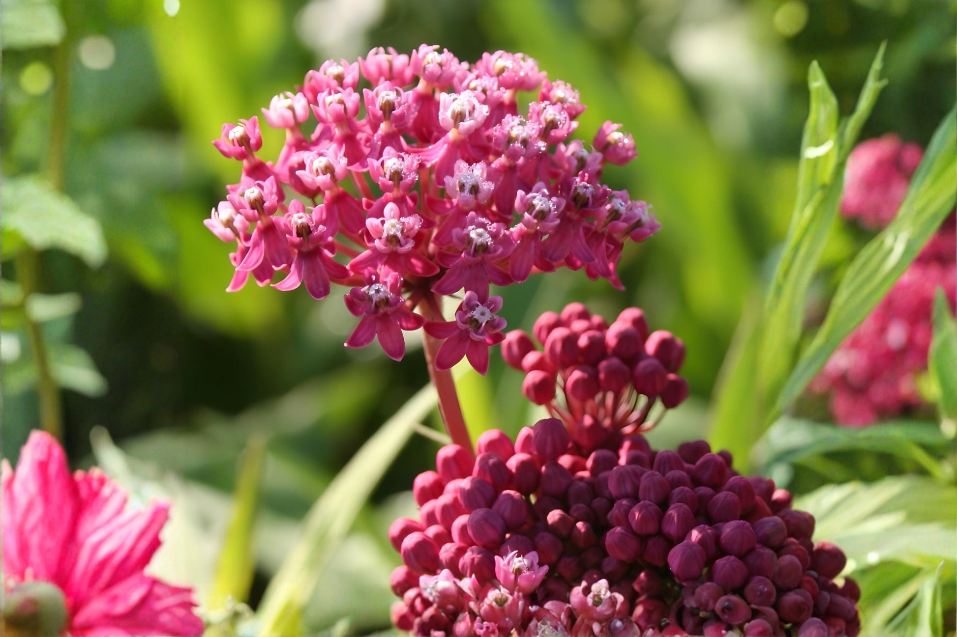 Rose Milkweed Seeds (15) | Swamp Milkweed, Asclepias incarnata | Fragrant Pink Blooms, Butterfly Host Plant, Pollinator Magnet