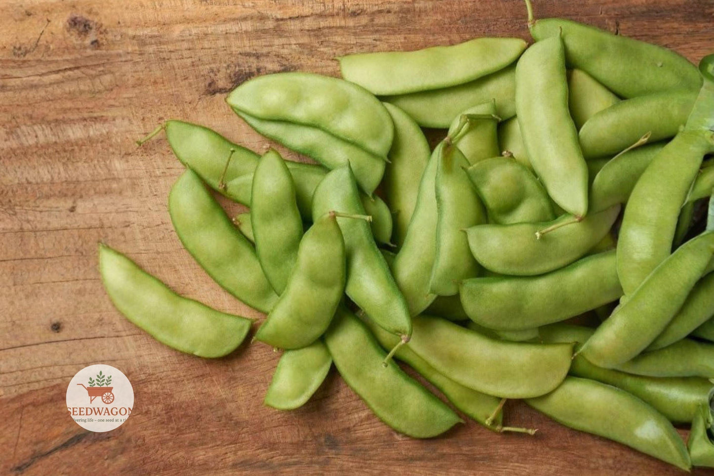 Henderson Bush Lima Bean Seeds – Heirloom, Non-GMO, Easy Grow, Phaseolus lunatus (100+ Seeds) for Small Gardens and Containers