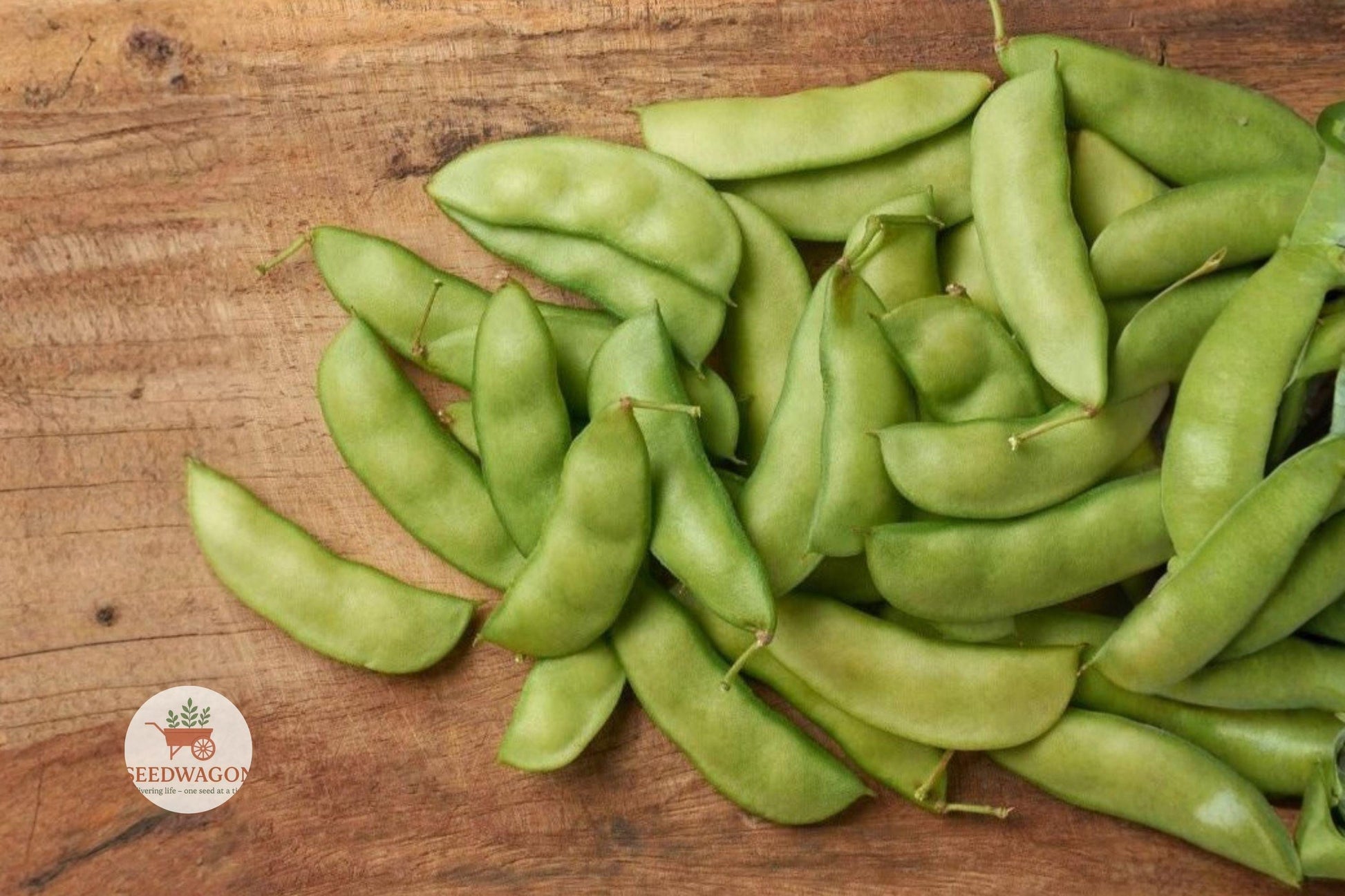 Henderson Bush Lima Bean Seeds – Heirloom, Non-GMO, Easy Grow, Phaseolus lunatus (100+ Seeds) for Small Gardens and Containers