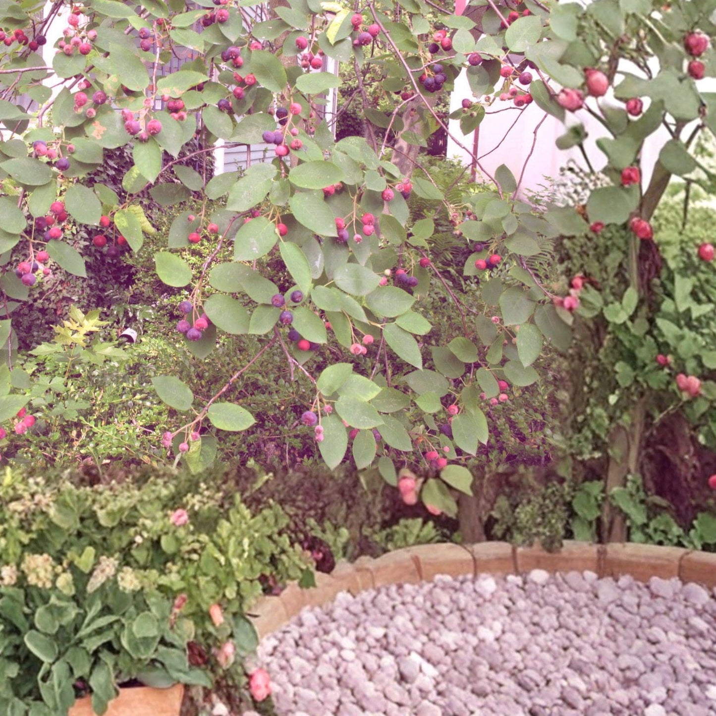 Serviceberry Live Plants - 2 Pack 16-24 Inches - Amelanchier arborea - Deciduous Shrub with White Flowers & Summer Berries