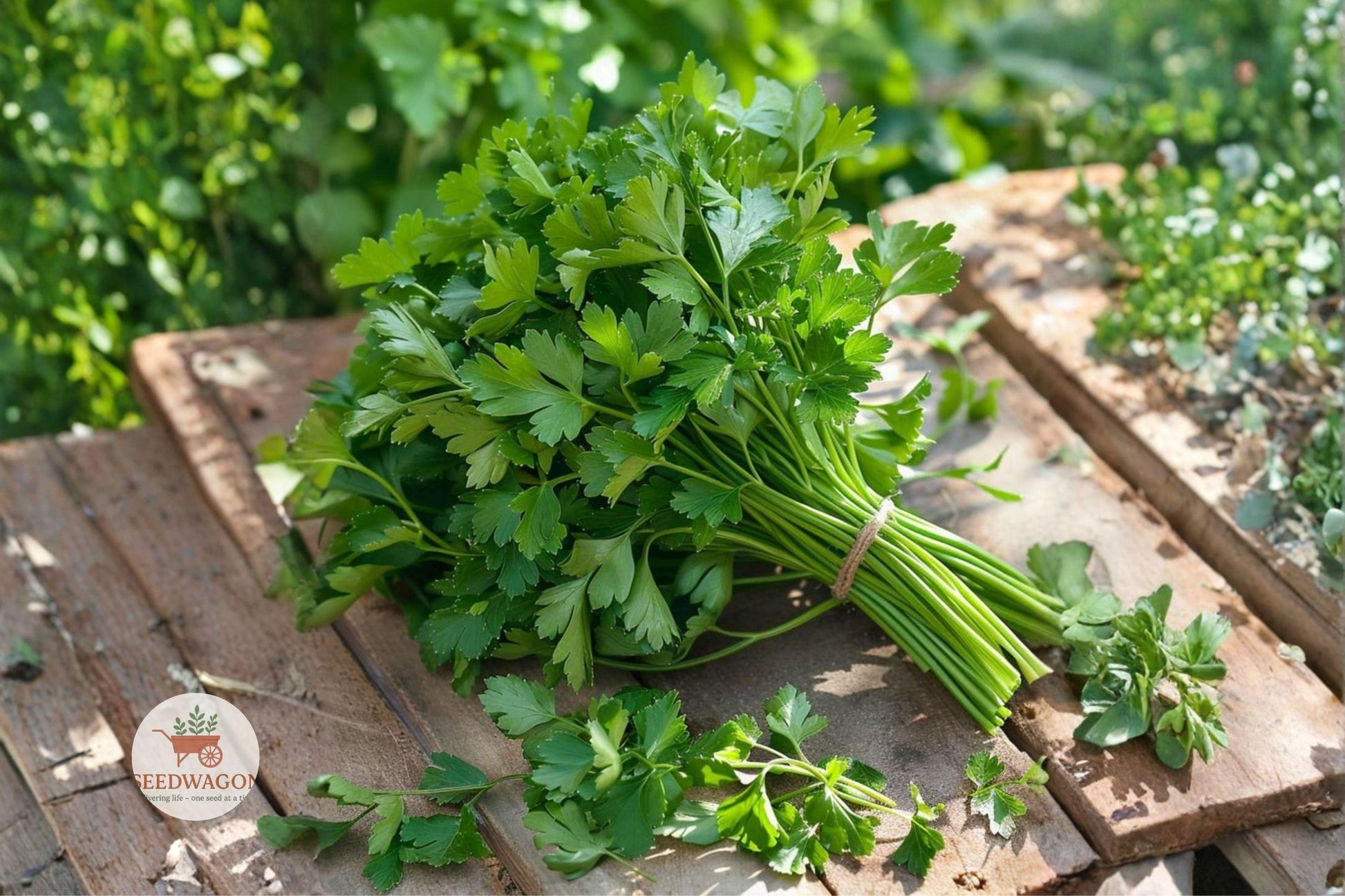 Italian Parsley Seeds - 50+ Heirloom Dark Green Petroselinum crispum Non-GMO Culinary Herb for Home Garden Cooking