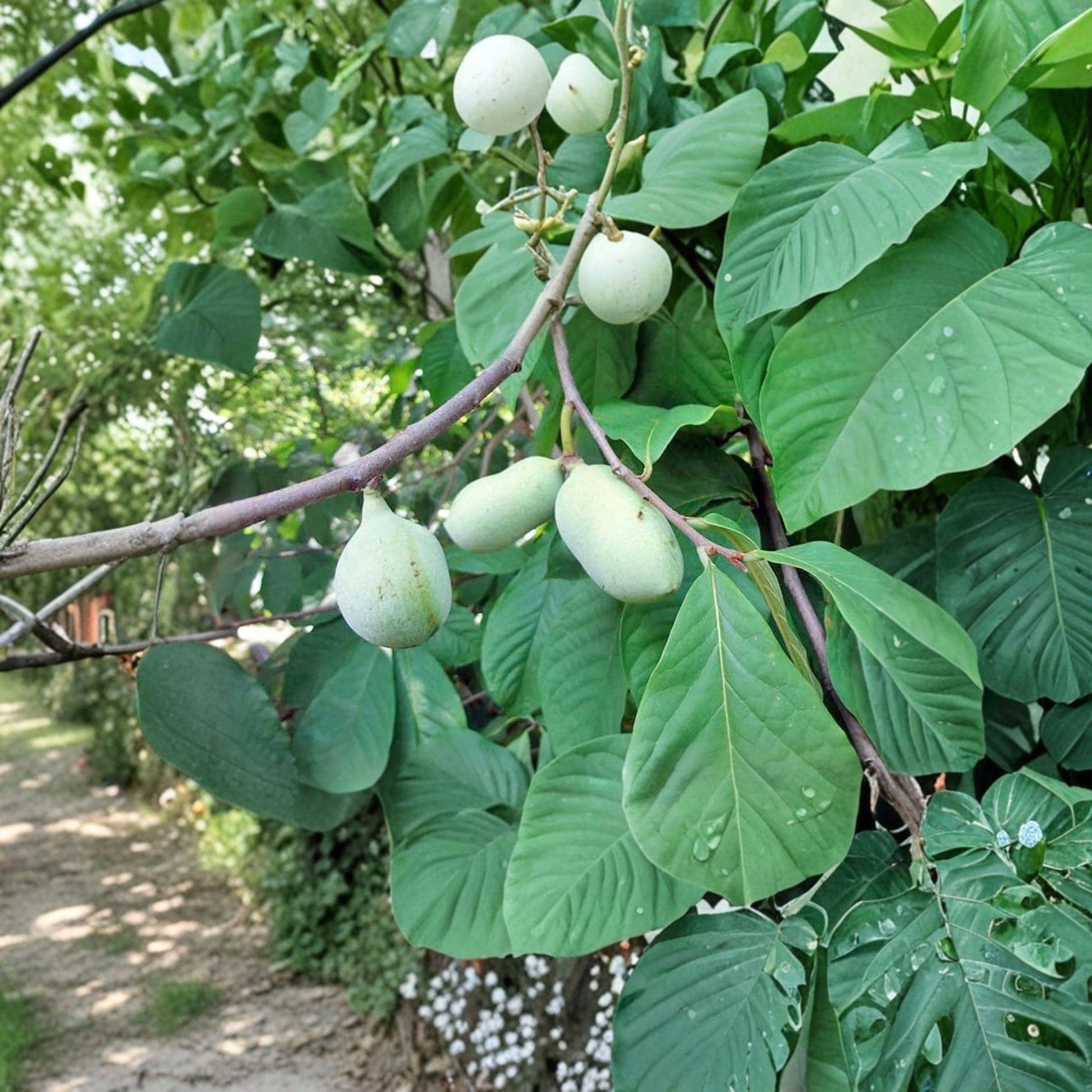 Paw Paw Live Plant 8–12 Inches Asimina triloba Edible Fruit Tree Starter for Landscapes
