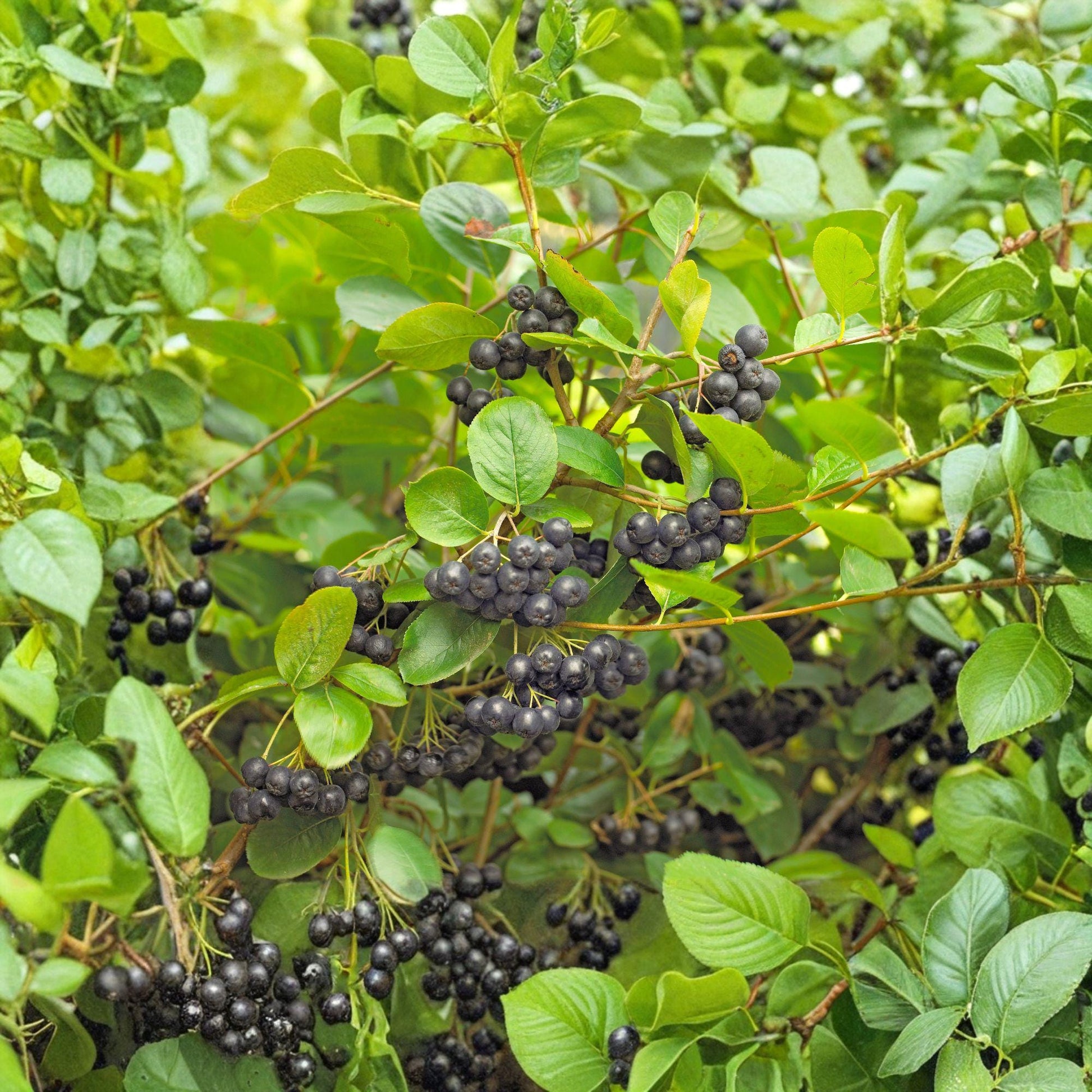 Black Chokeberry Cuttings 12 Unrooted 6-8" Aronia melanocarpa - Hardy Deciduous Fruit Shrub for Propagation
