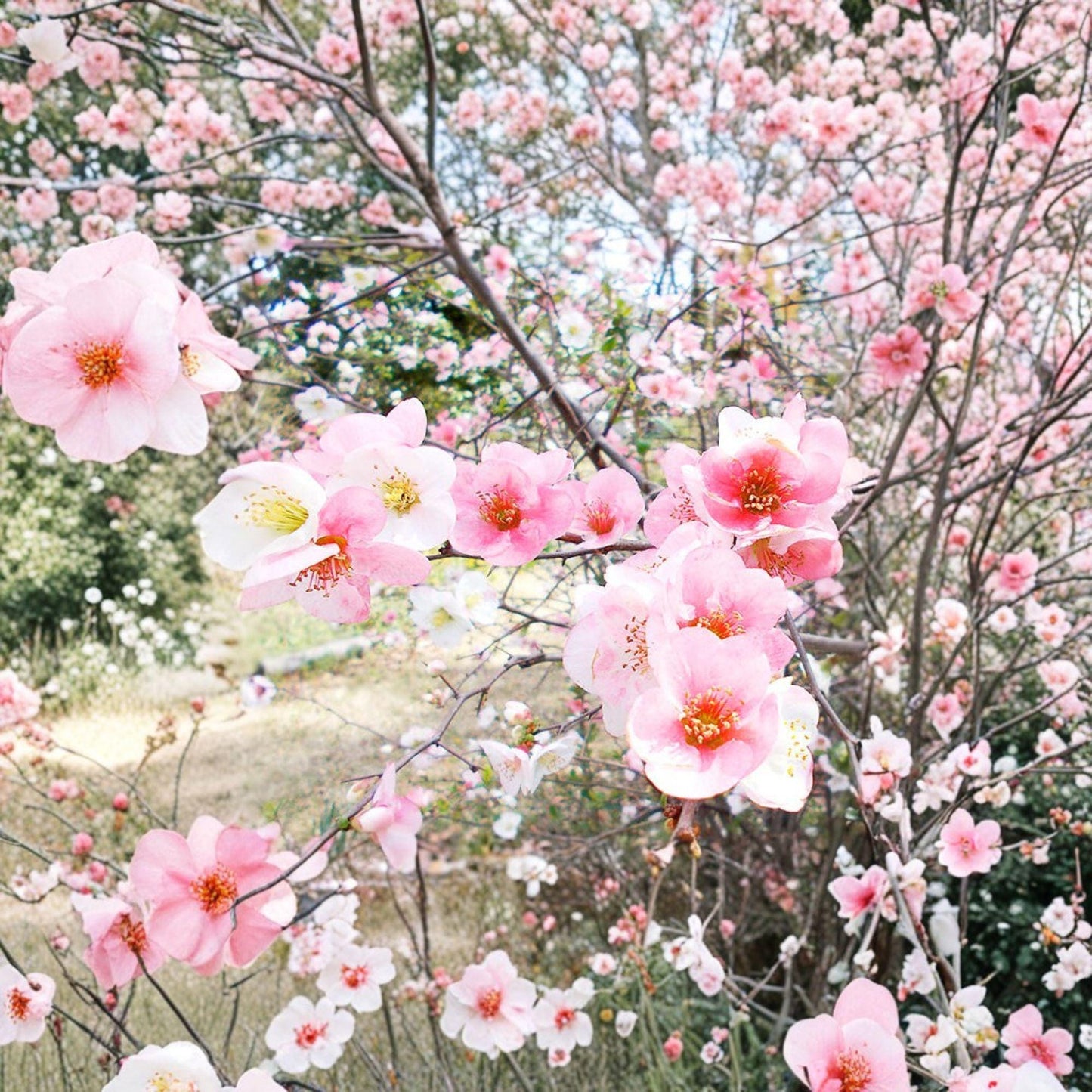 Toyo Nishiki Quince Live Plant 6+ Inches | Multicolor Blooms | Chaenomeles speciosa | Japanese Flowering Ornamental Shrub